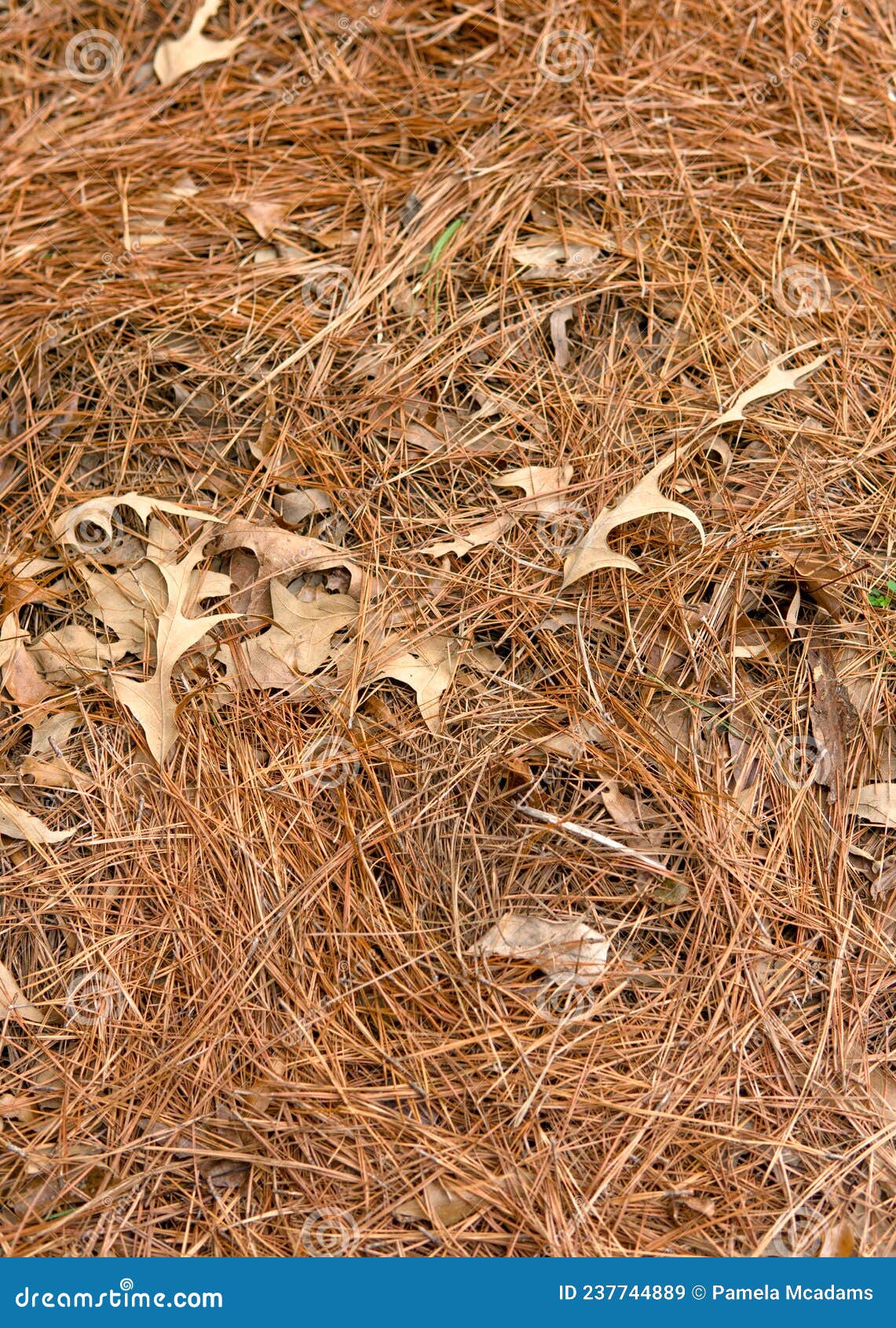 A Covering of Pine Straw in a Flower Bed for Winter Stock Image Image