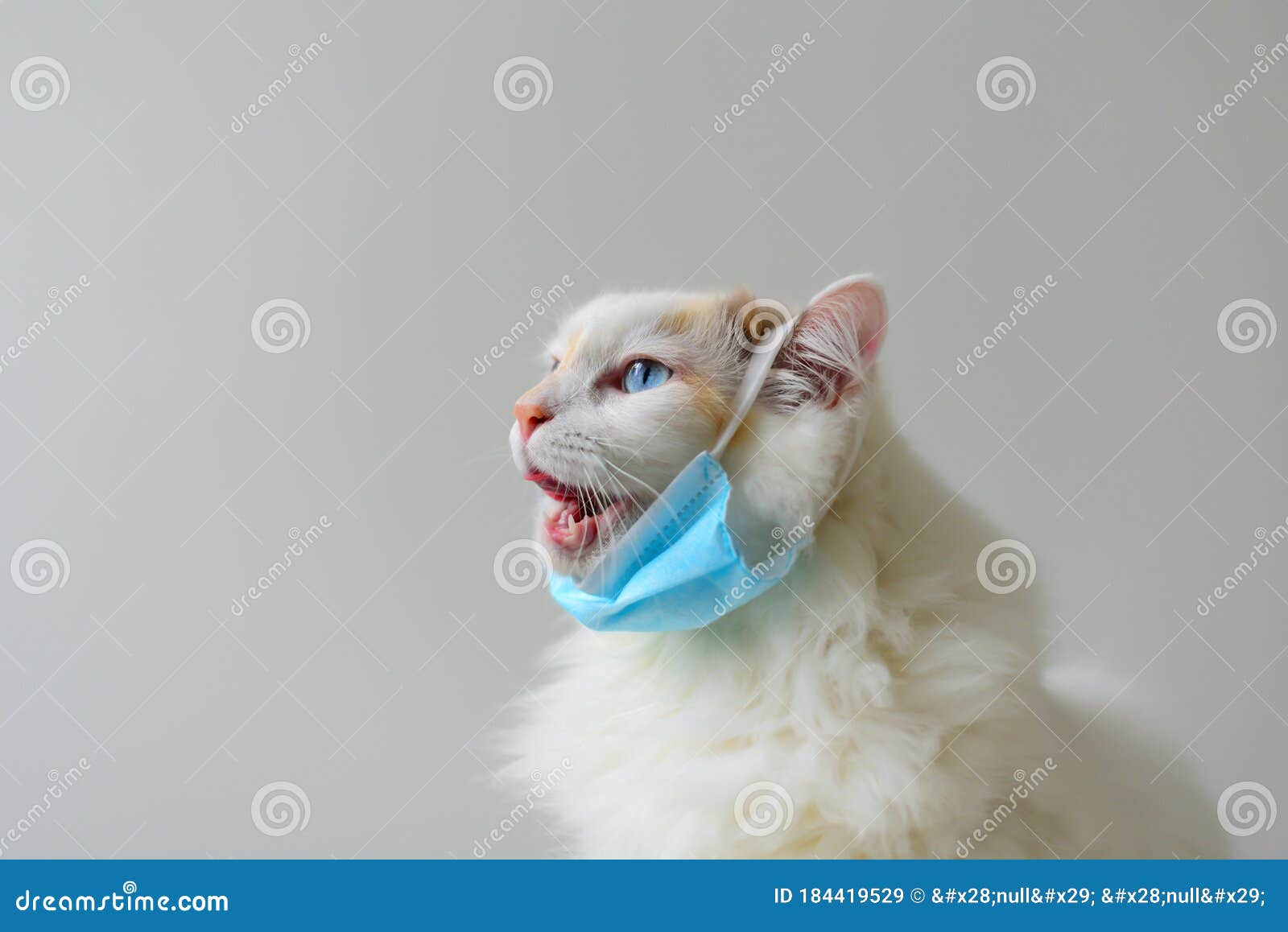 36+ Thousand Cat Mask Royalty-Free Images, Stock Photos & Pictures