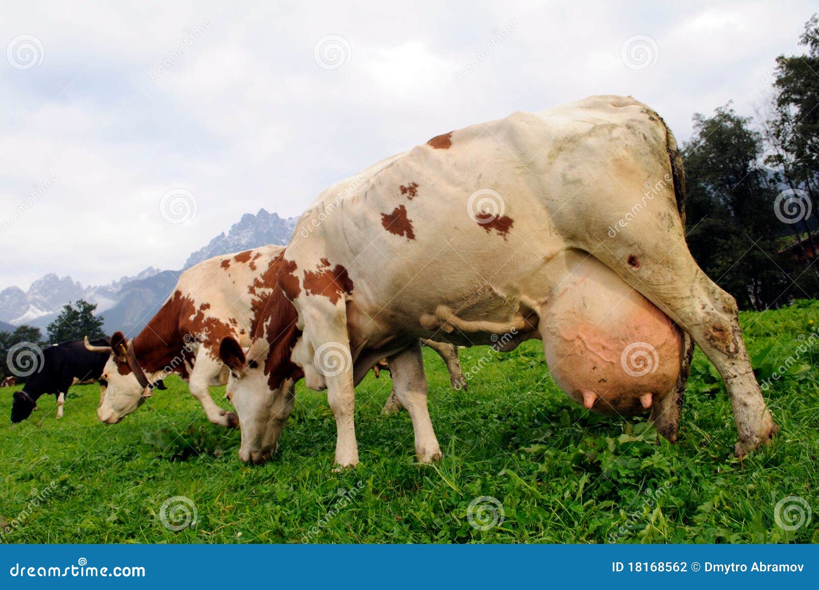 Cow Stock Photography - Image: 18168562