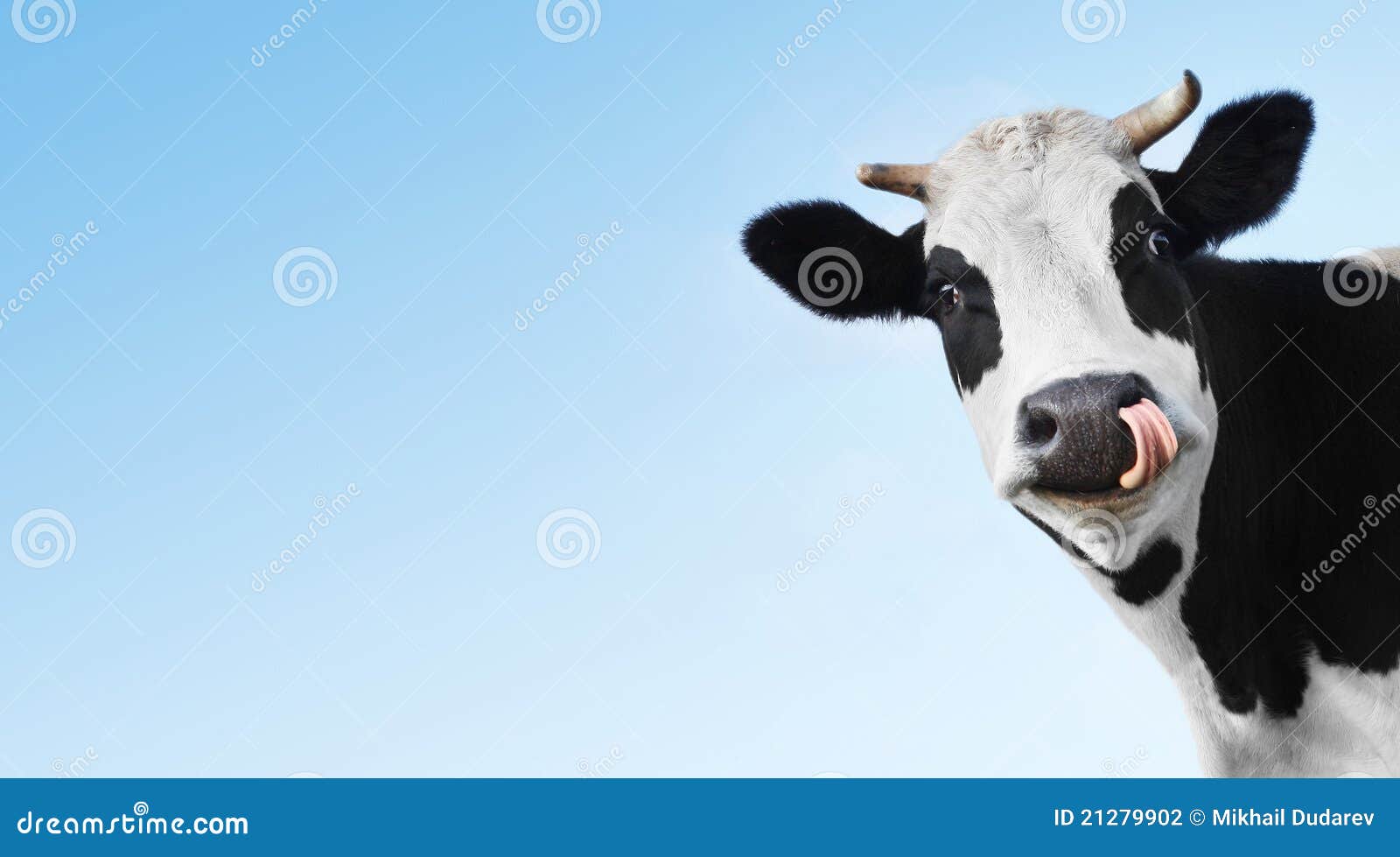 Cow PNG Images, Download 24000+ Cow PNG Resources with Transparent  Background