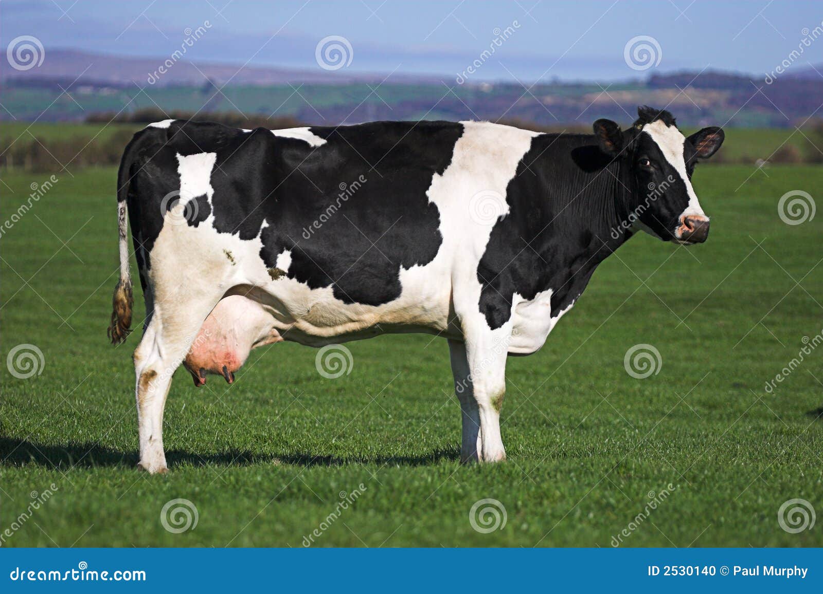 cow