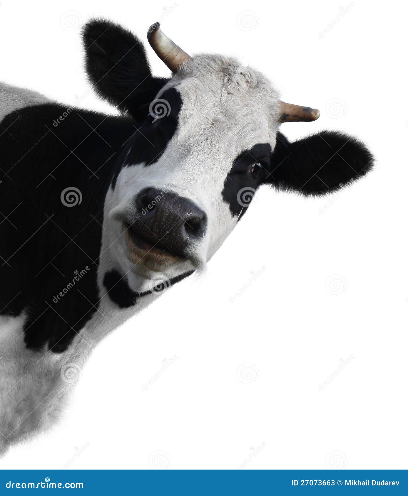 cow