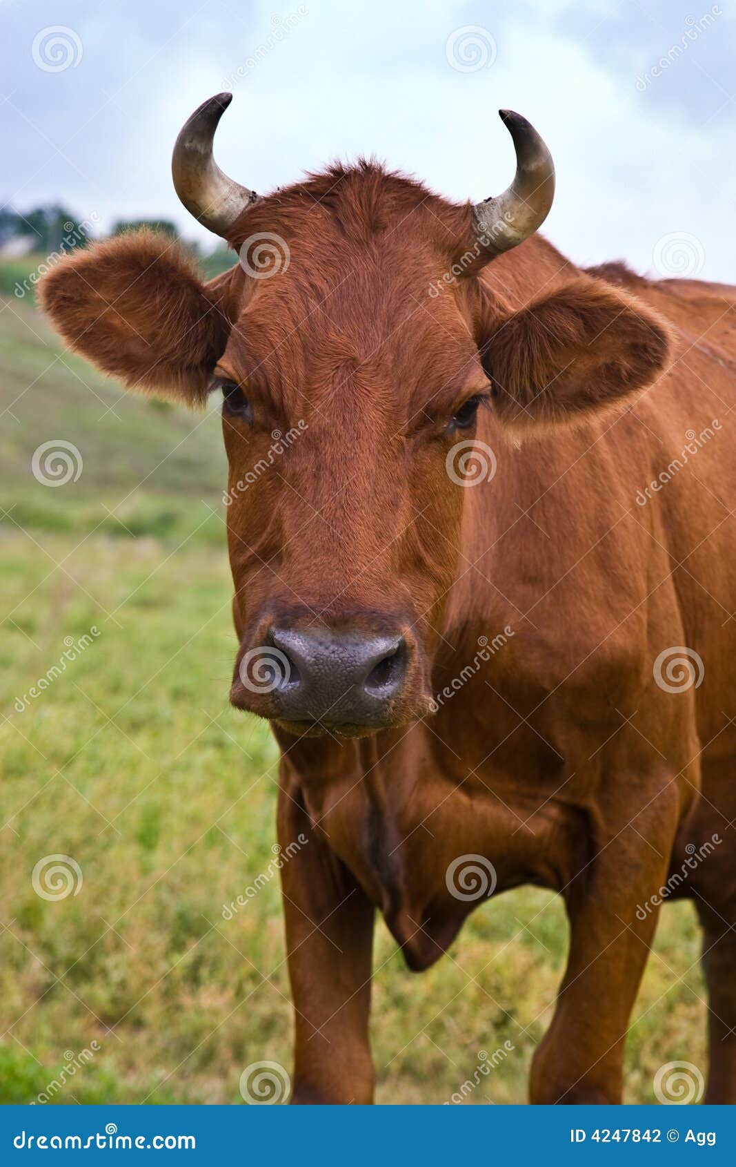 Cow Butting Stock Photos Free & RoyaltyFree Stock Photos from Dreamstime