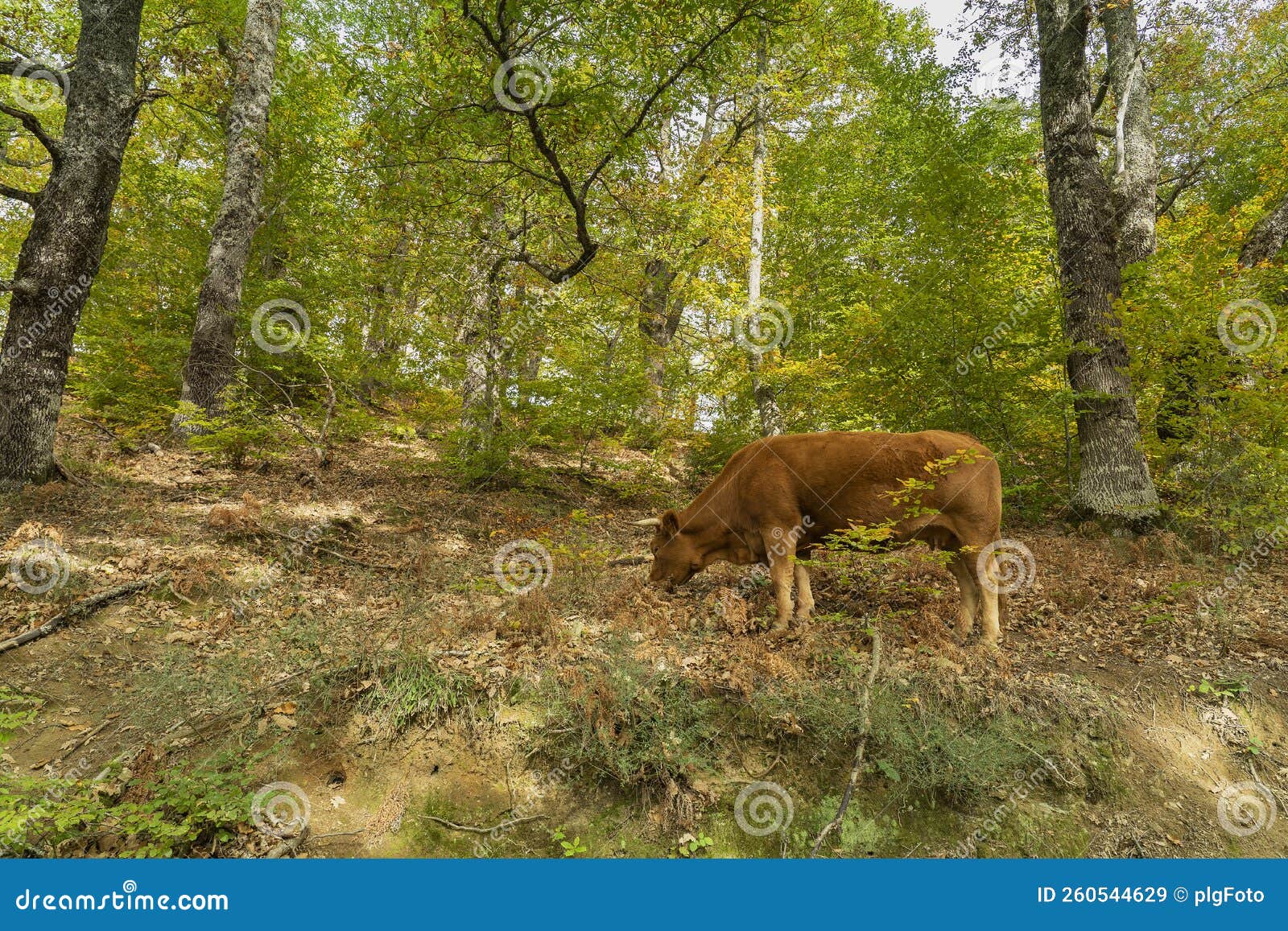 a cow of the asturian mountain breed searches for acorns in the forests of soto de sajambre in the picos de europa national park