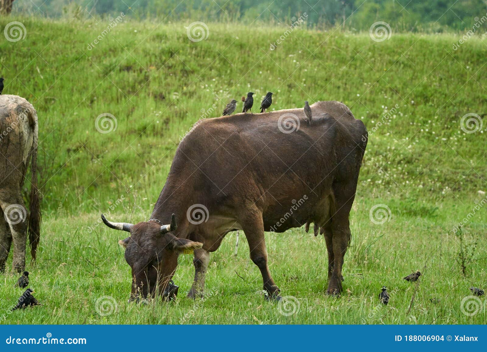 cow being pecked by birds