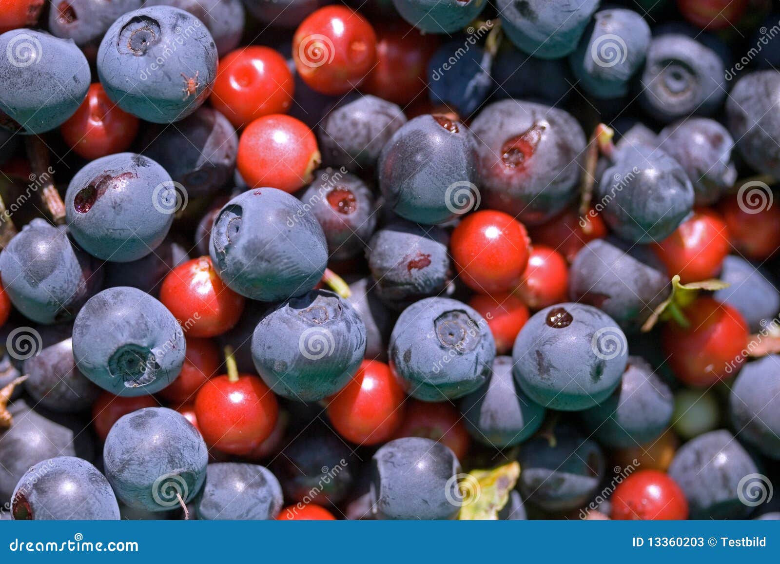 Cow Berries and Blueberries Stock Image Image of vitis, vaccinium