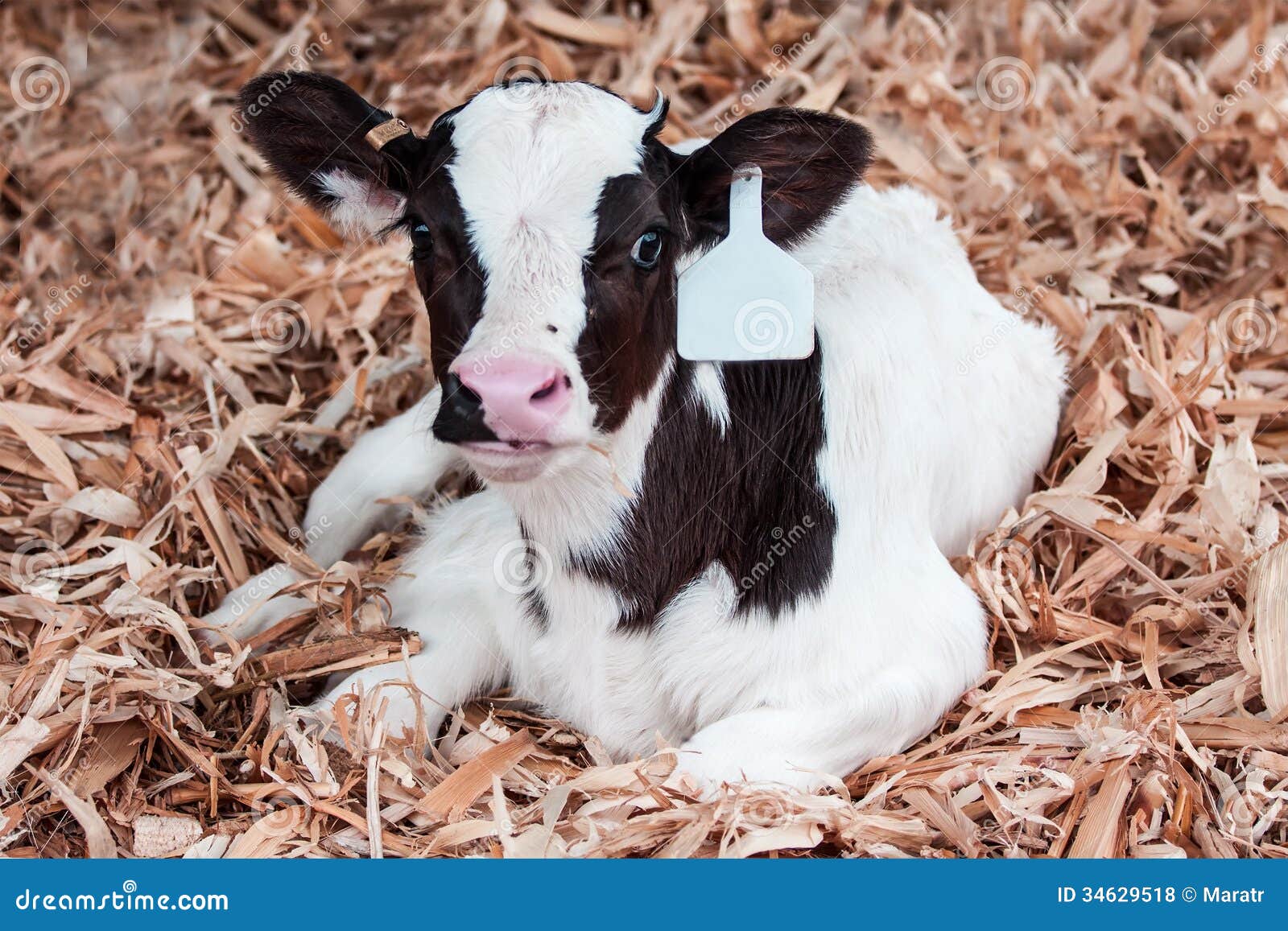 Cow stock photo. Image of farmland, animal, mammal, dairy  34629518