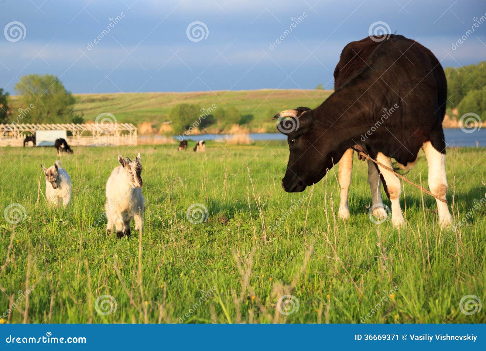 Cow (Bos taurus) stock image. Image of farmland, boss - 36669371