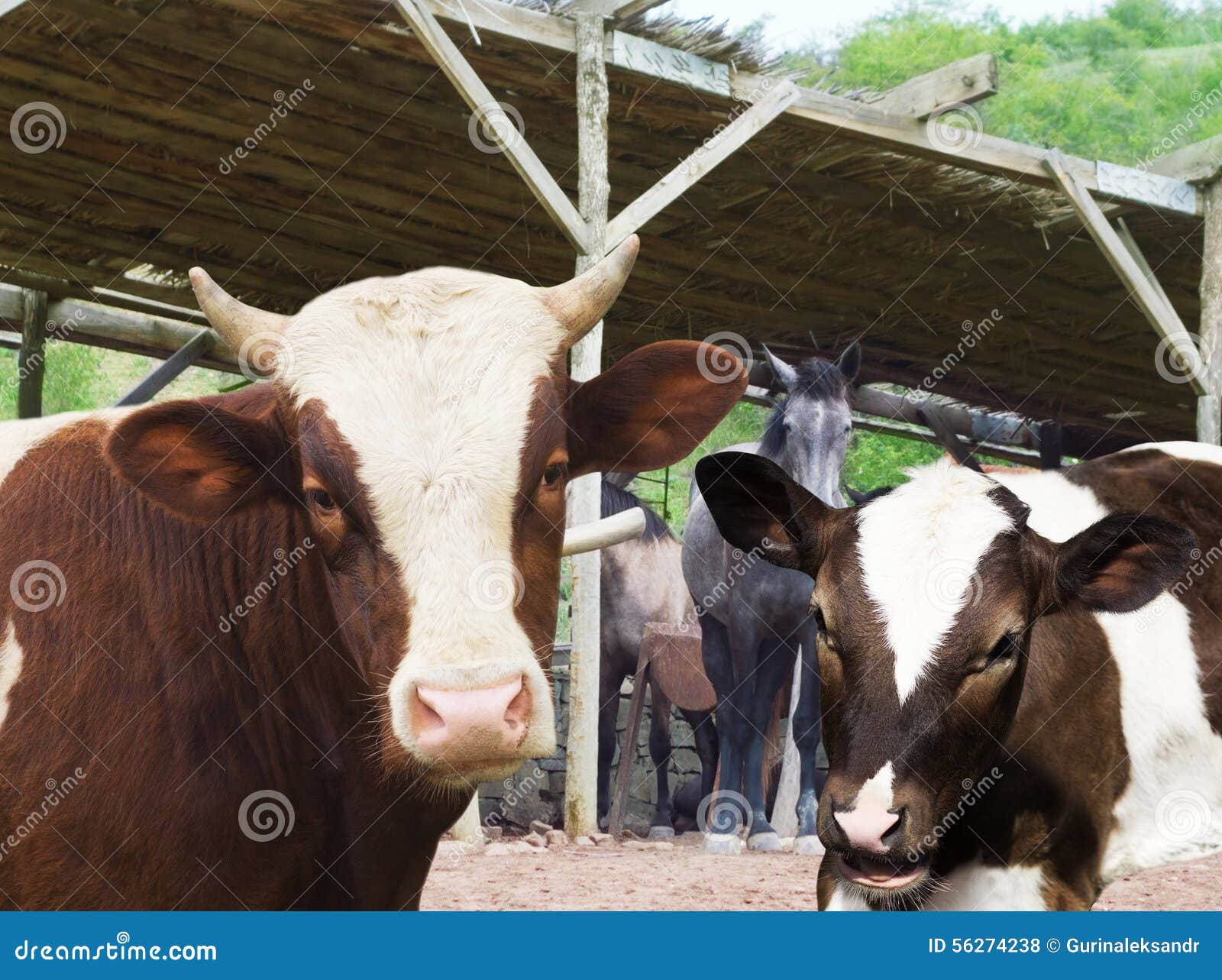 Cow and calf stock photo. Image of mammal, livestock 56274238
