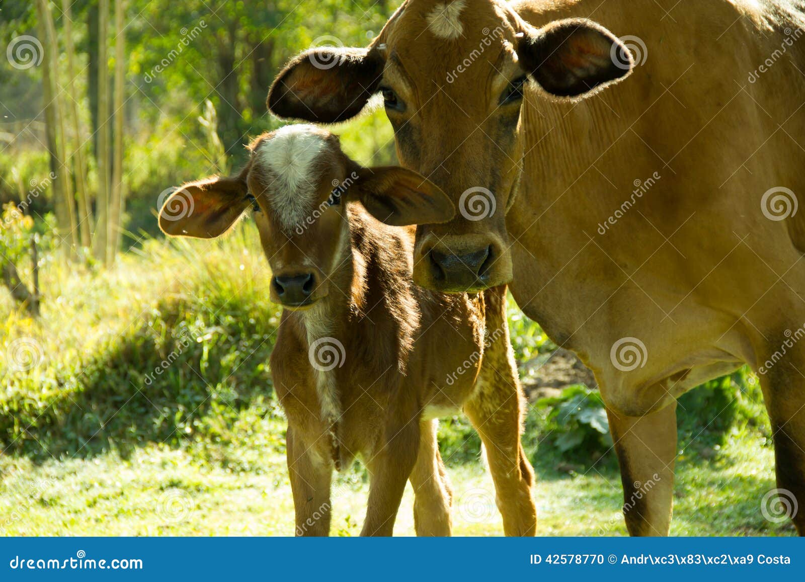 Cow and calf stock photo. Image of dairy, meadow, pasture 42578770