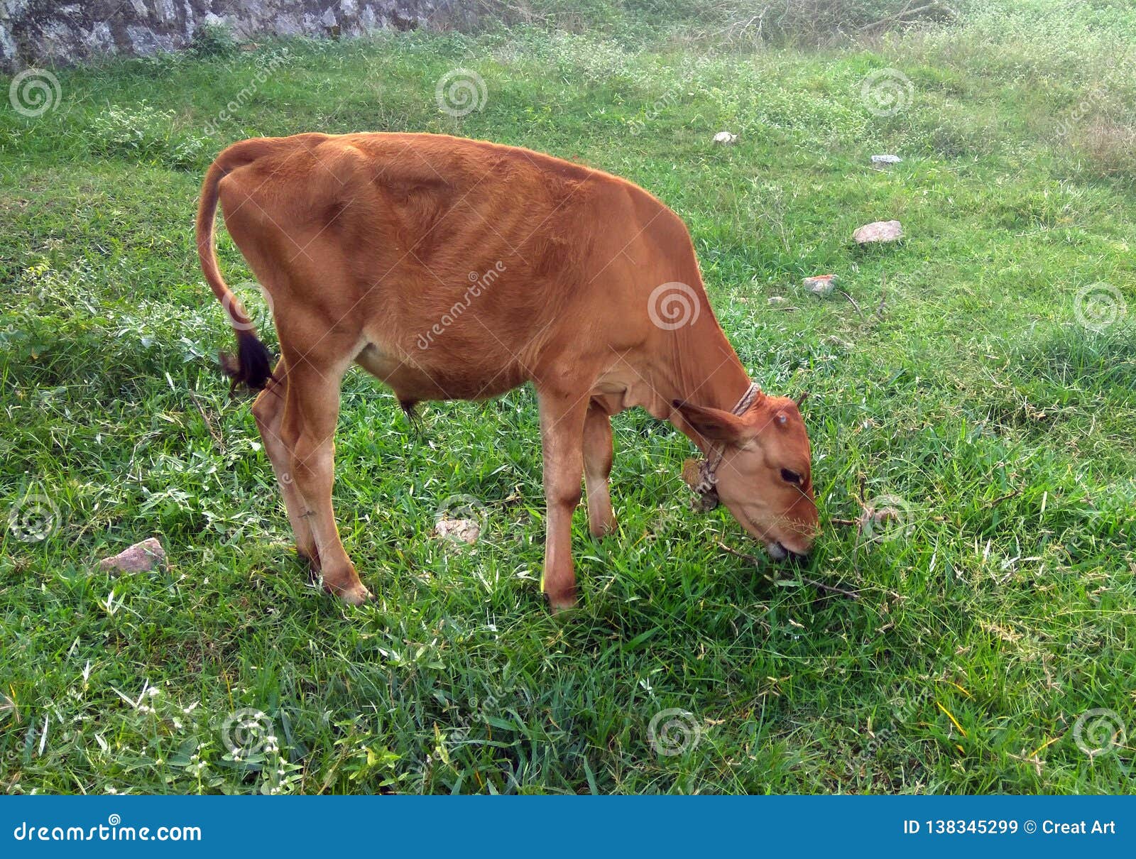 Calf Eating From The Feeder Royalty-Free Stock Photography ...