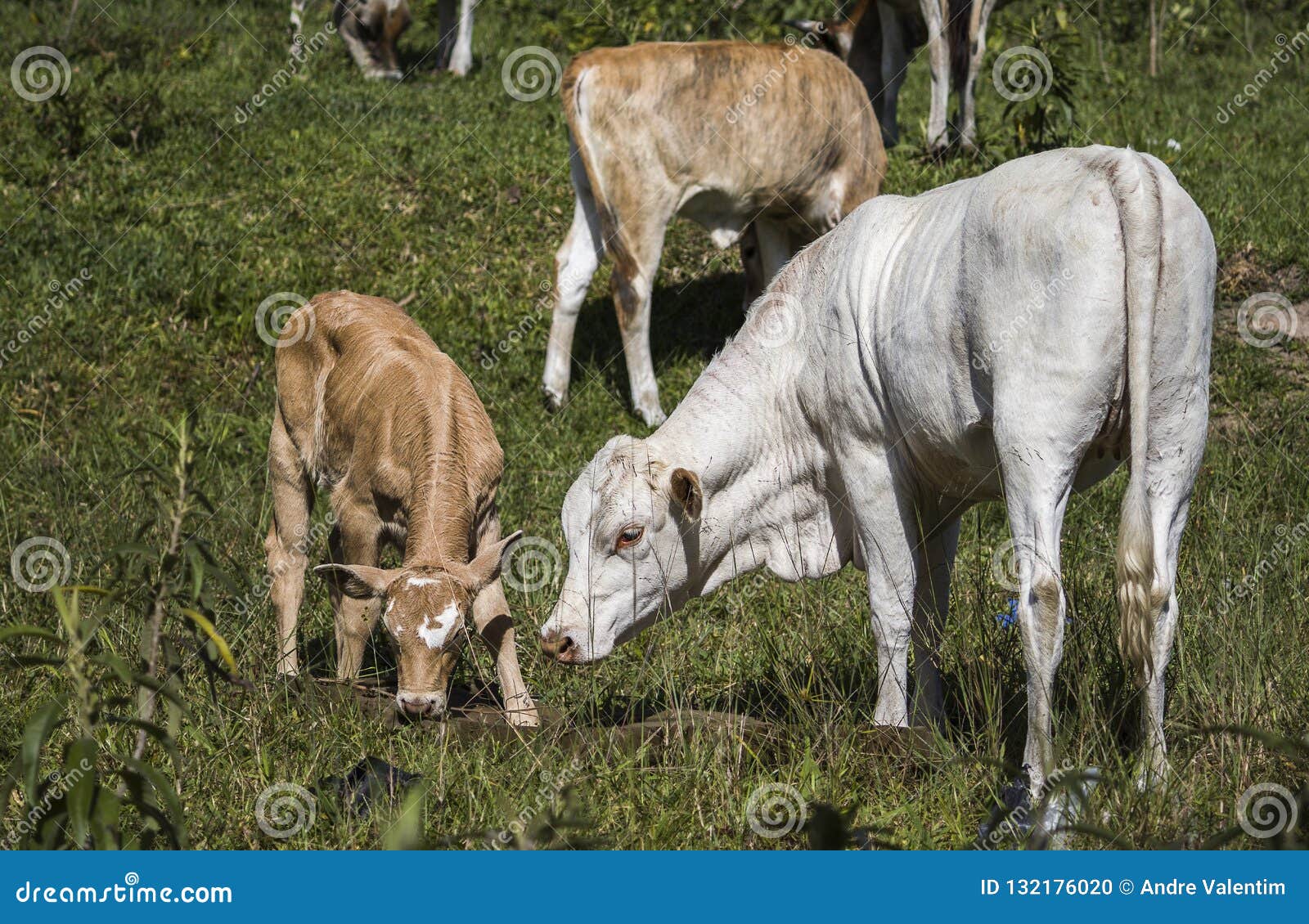Cow and calf grazing stock photo. Image of herd, close 132176020