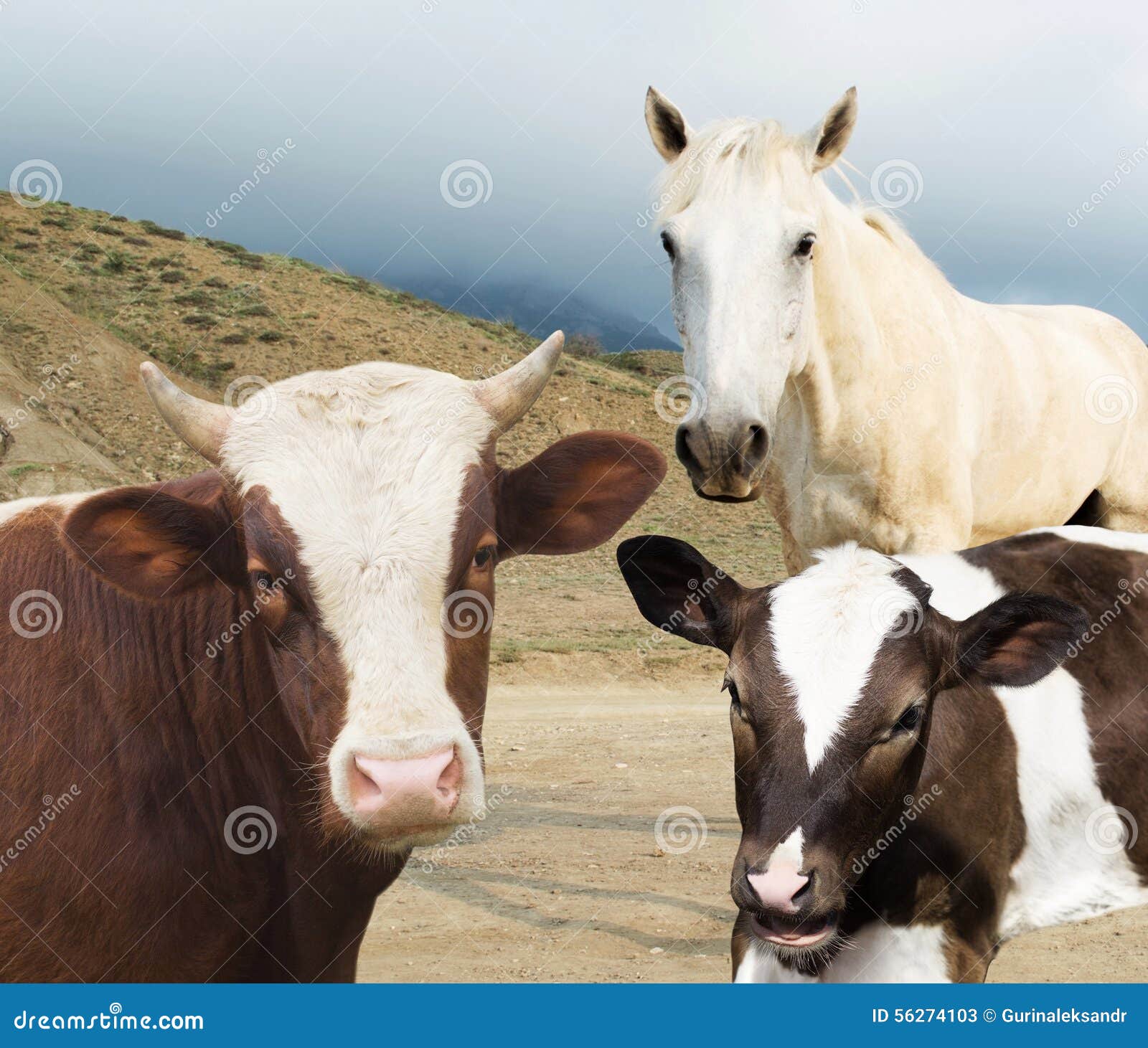 Cow and calf and horse stock image. Image of bull, green 56274103