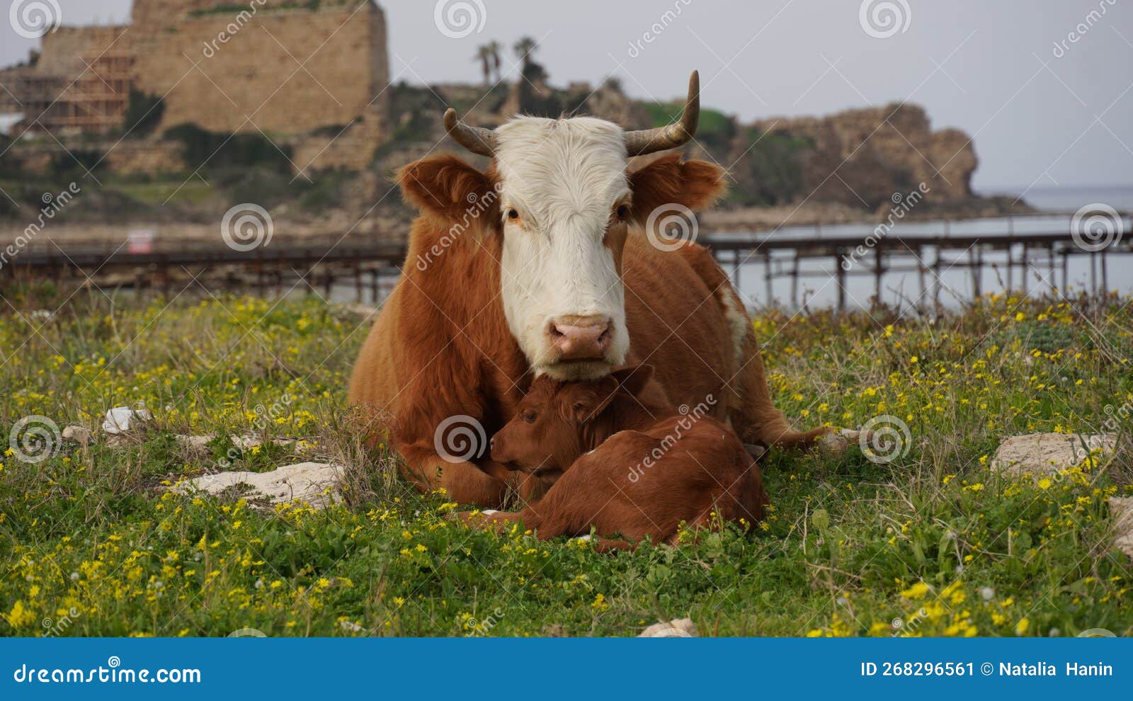 Cow and Calf Lying Down in a Meadow. Veal Tenderness Stock Image
