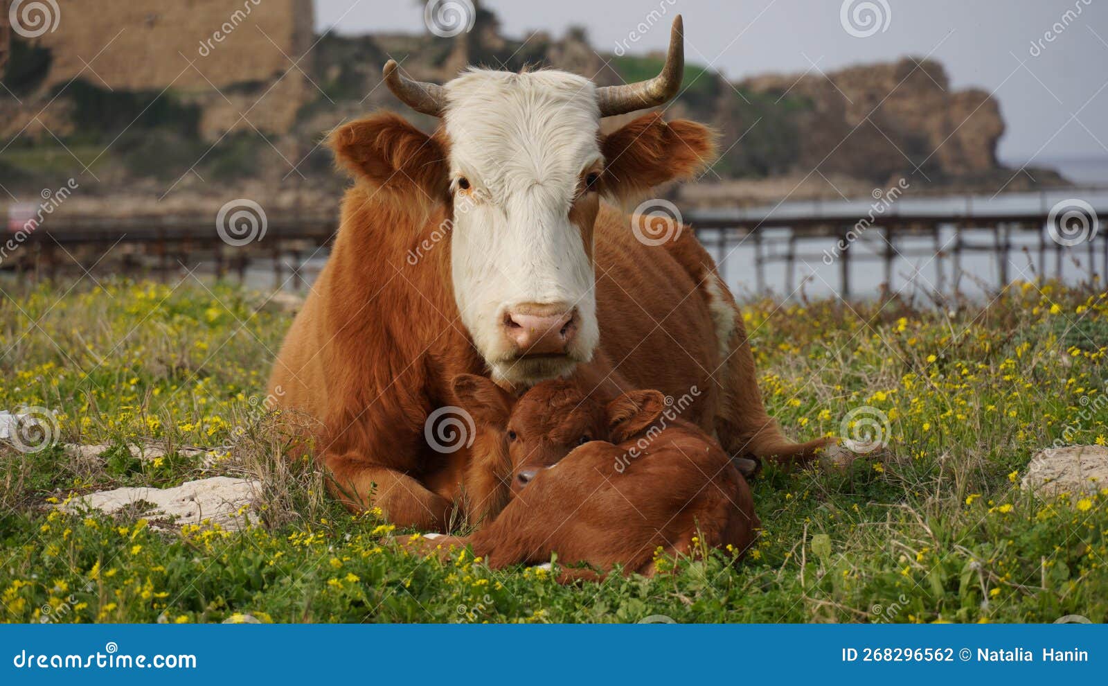 Cow and Calf Lying Down in a Meadow. Veal Tenderness Stock Photo