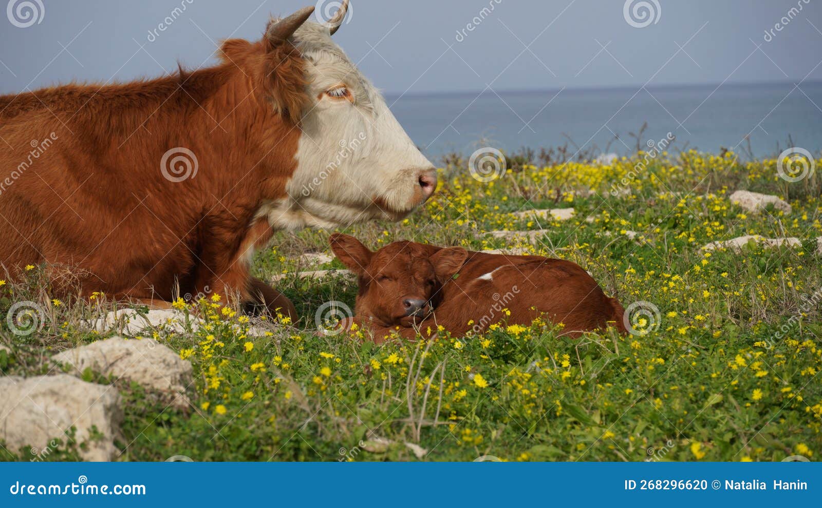 Cow and Calf Lying Down in a Meadow. Veal Tenderness Stock Photo