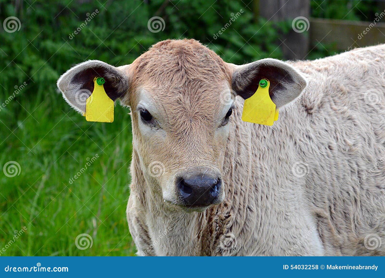 cow-calf-portrait-field-ear-tags-blanked-out-young-grey-white-white-face-tag-numbers-54032258.jpg