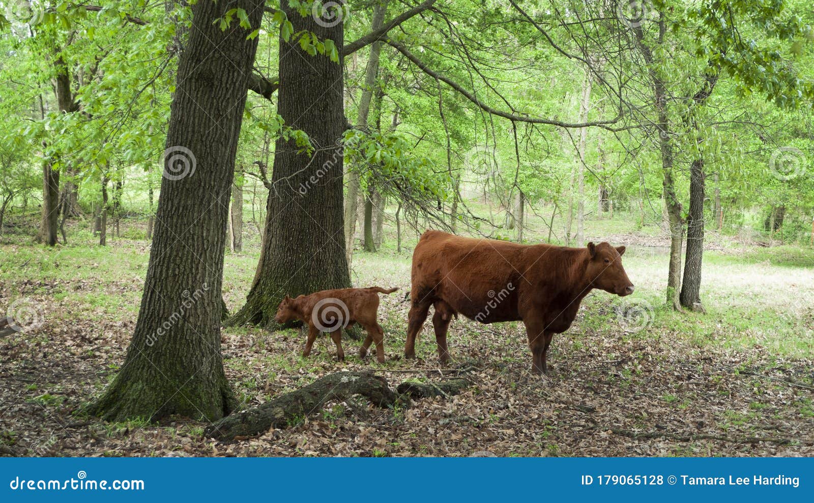 Cow And Calf In A Wooded Pasture Stock Photo Image Of Trees Mammals