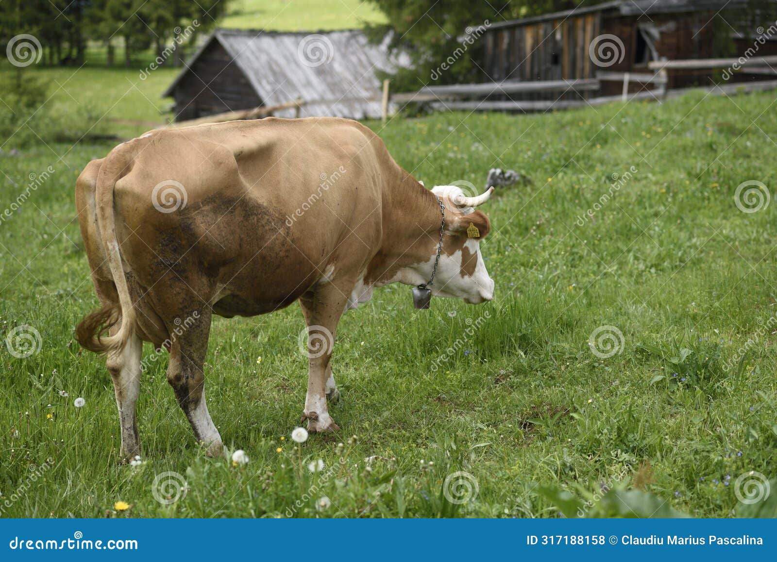 cow in the carpathian mountains, apuseni mountains, romania