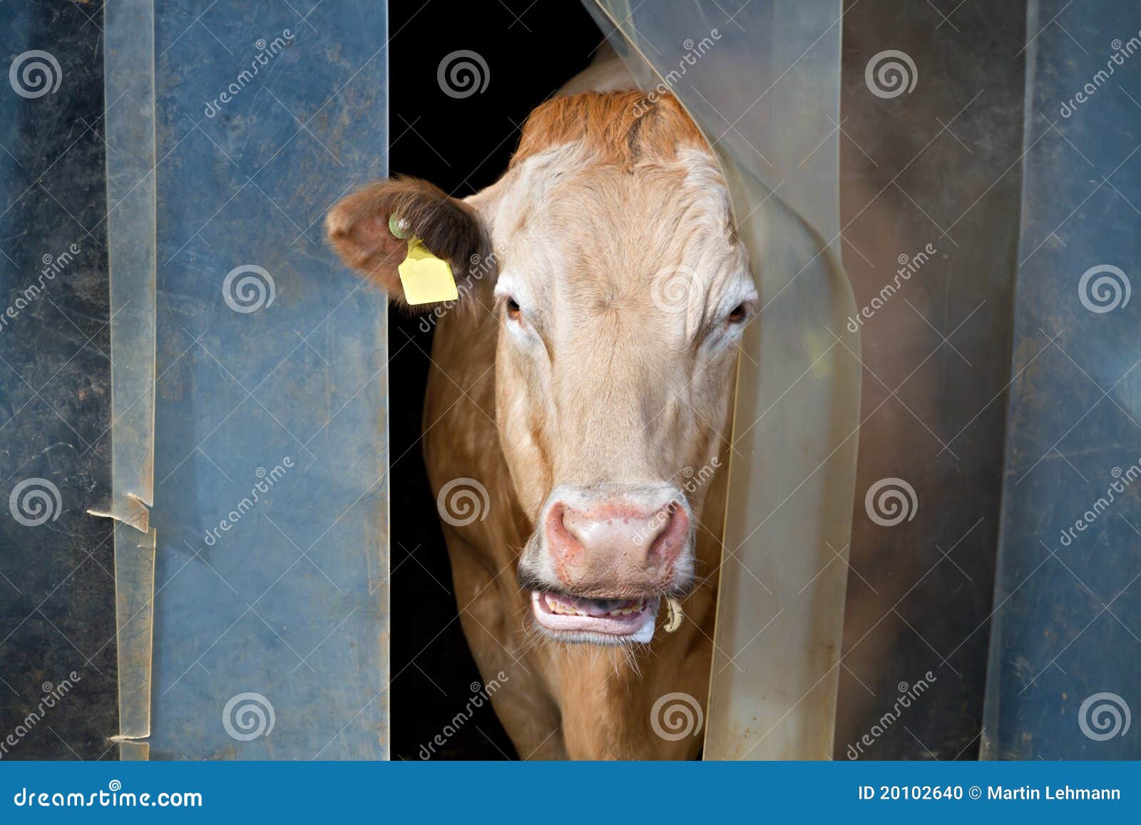 Cow checks weather outside stock photo. Image of beef 20102640