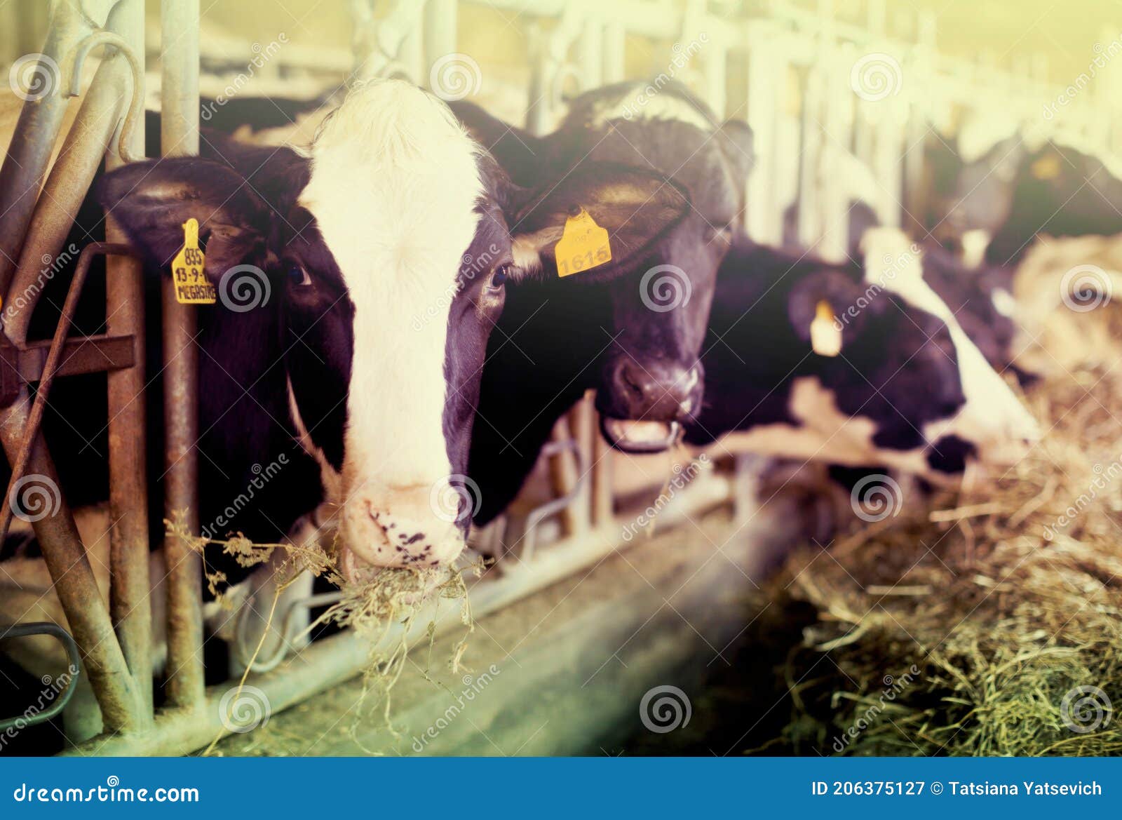 cow chewing food on farm