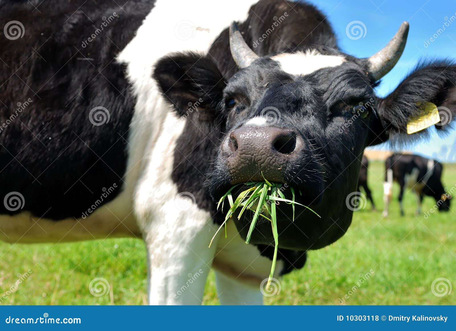Cow Chewing Grass Royalty Free Stock Photos - Image: 10303118