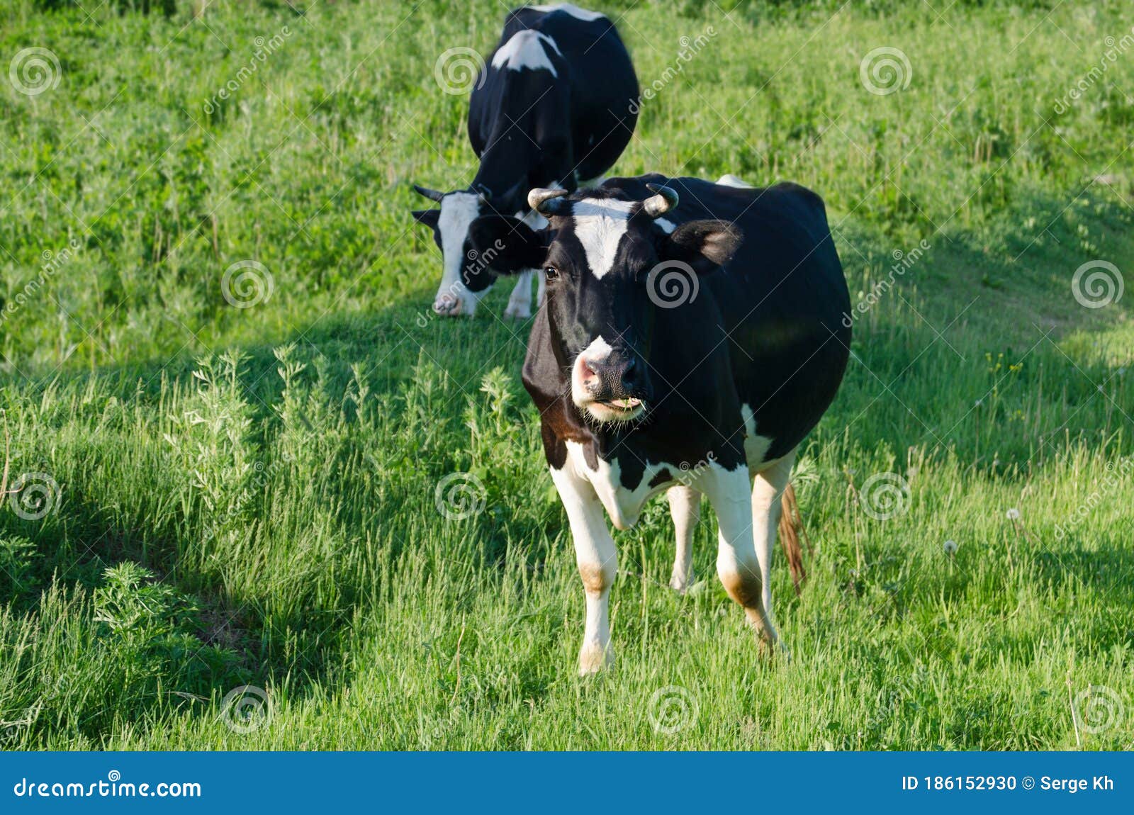 A Cow Chews Grass on a Green Field. Farming, Dairy Production. Stock ...