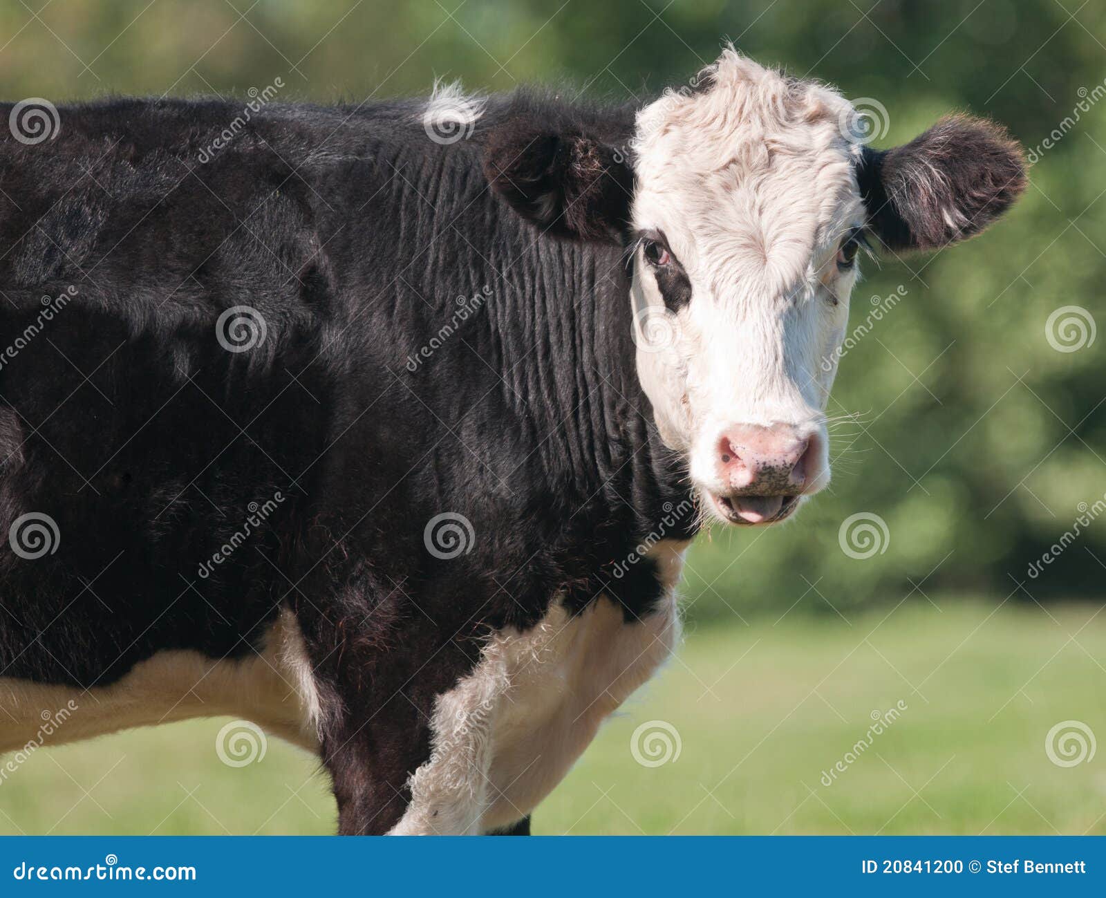 cow l milk Image: Photo  Close Stock  20841200 Cow, Up