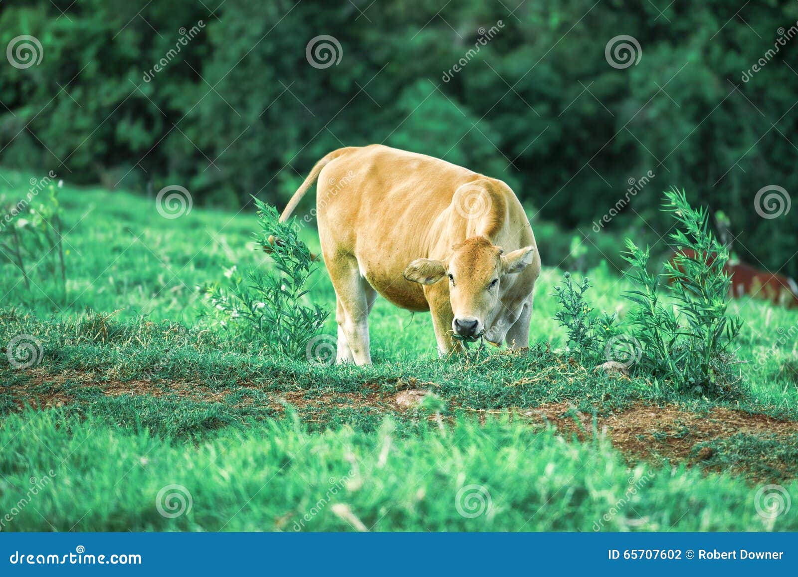 Cow in the country stock photo. Image of pasture, grazing 65707602