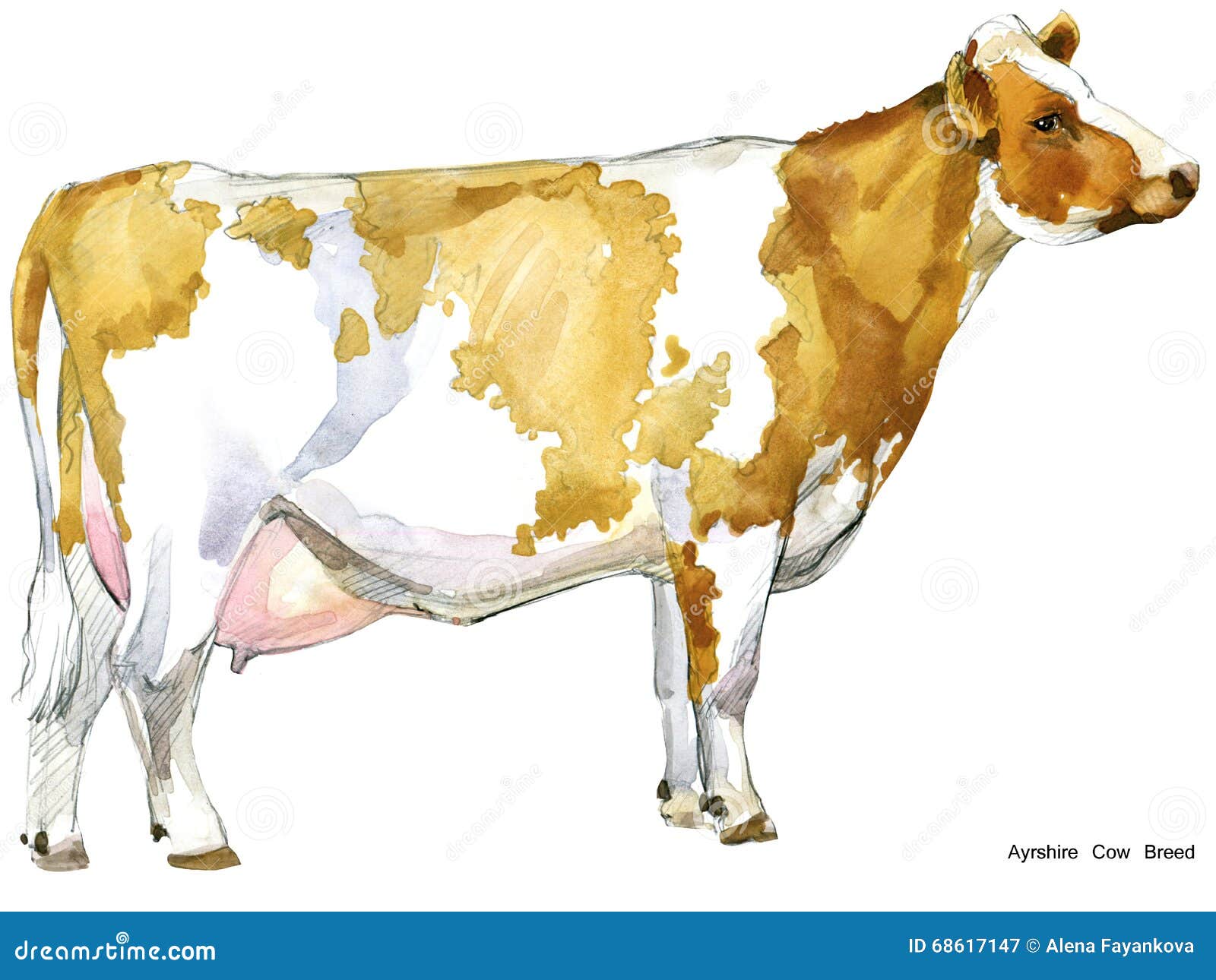 Milking Cow Cartoon Vector | CartoonDealer.com #17478223