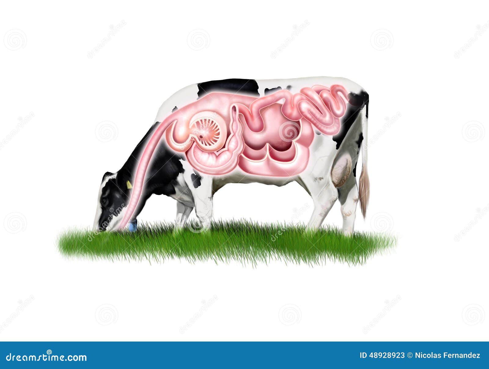 Cow Digestive System Stock Illustration - Image: 48928923