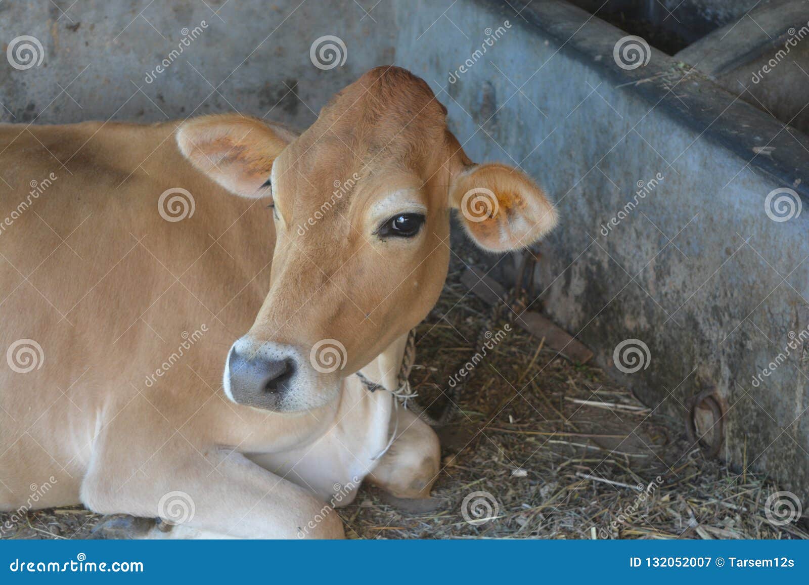 Cow a Domestic and Mammal Animal Editorial Photography - Image of elongated, forest: 132052007 Cow a Domestic and Mammal Animal Editorial Photography - Image of elongated, forest: 132052007