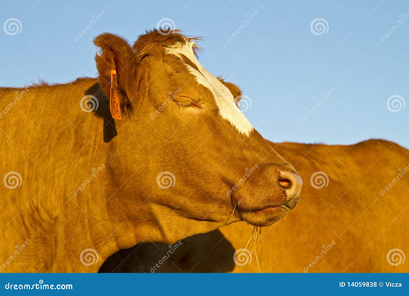 Cow dreams stock photo. Image of funny, farming, rural 14059838