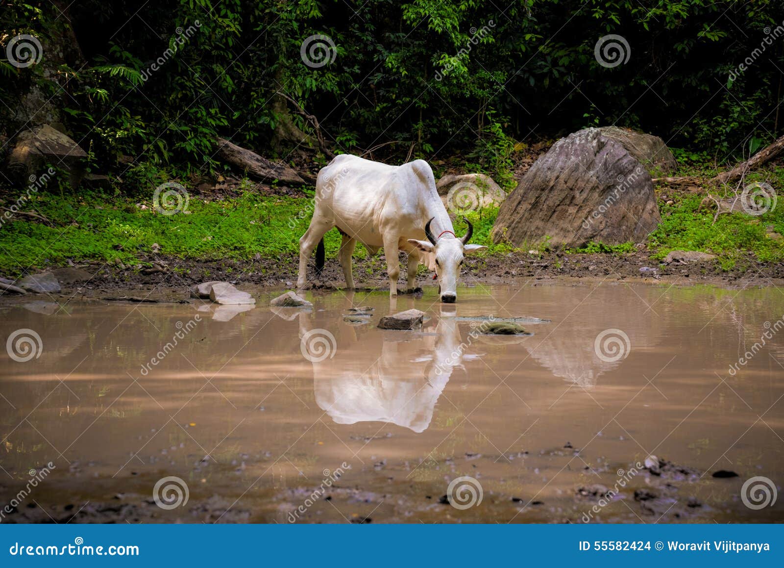 Cow drinking water stock photo. Image of drink, standing 55582424