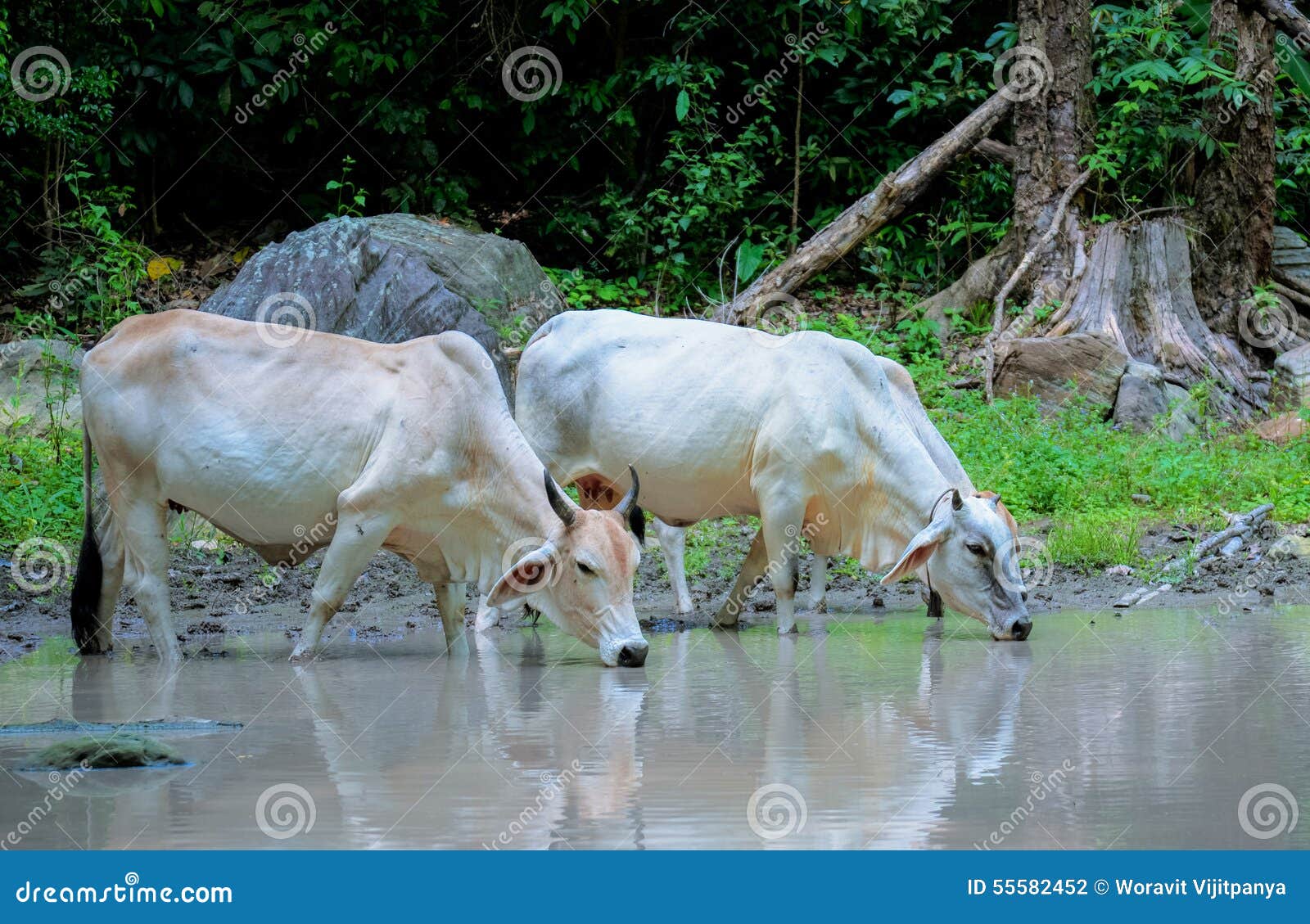 Cow drinking water stock photo. Image of green, drink 55582452