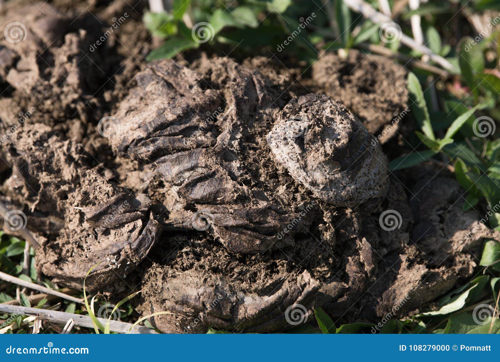 Cow Dung Dry On Grass Stock Photo Image Of Dung Used 108279000