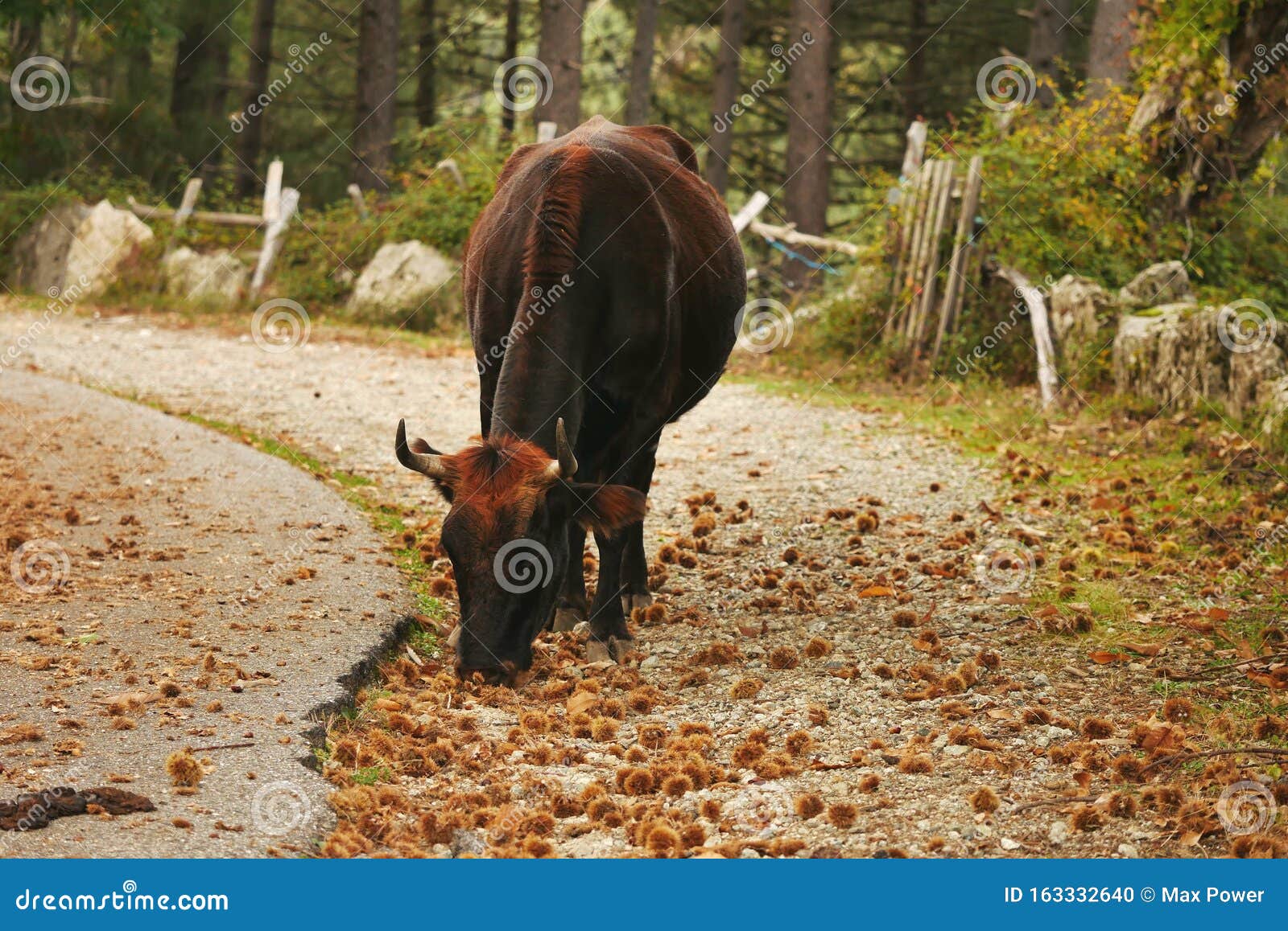 Cow Eating Chestnuts in Corsica Stock Photo Image of eating, corsica 163332640