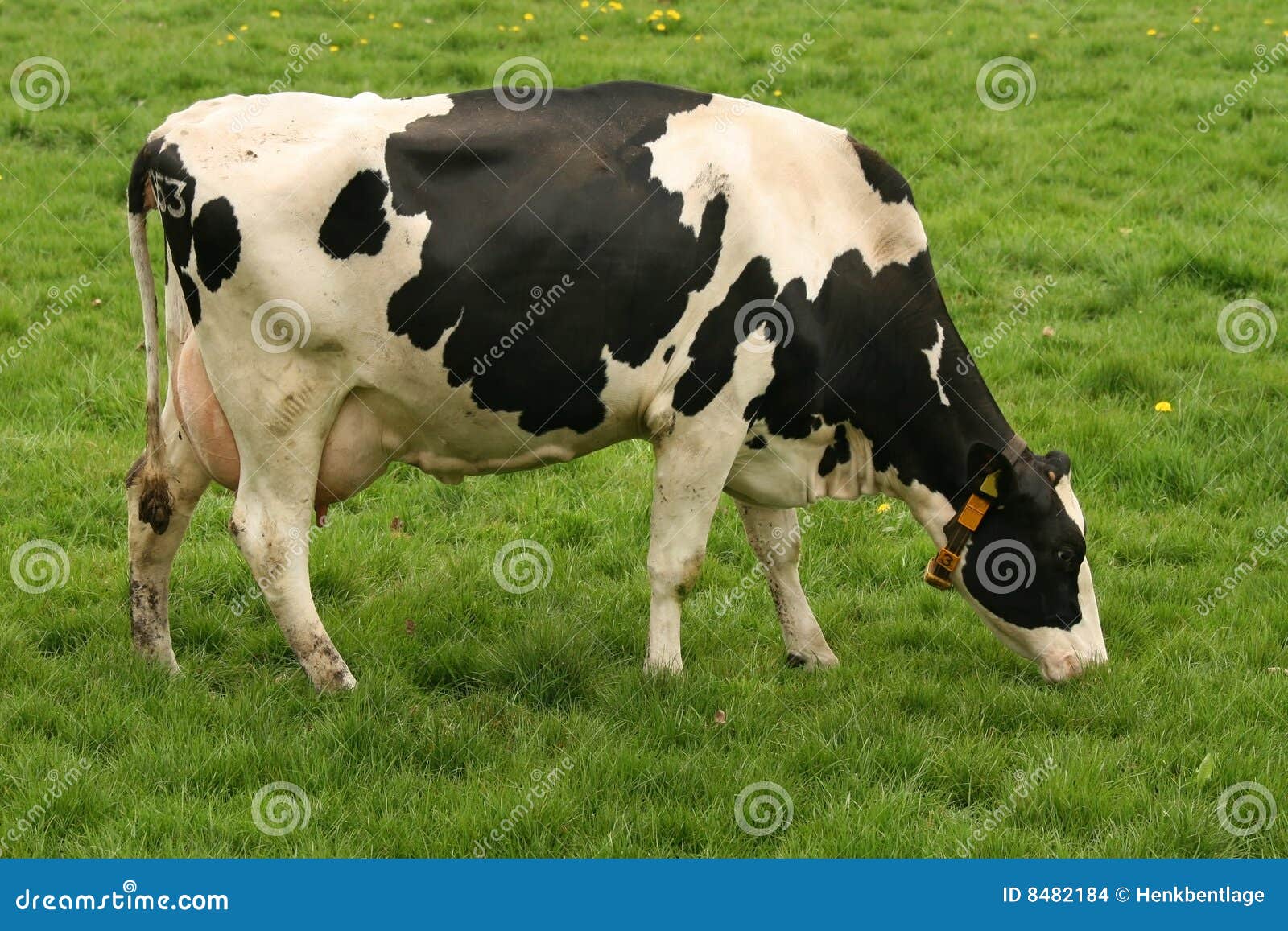 Cow eating grass stock photo. Image of grass, nature, farm - 8482184 Cow eating grass stock photo. Image of grass, nature, farm - 8482184