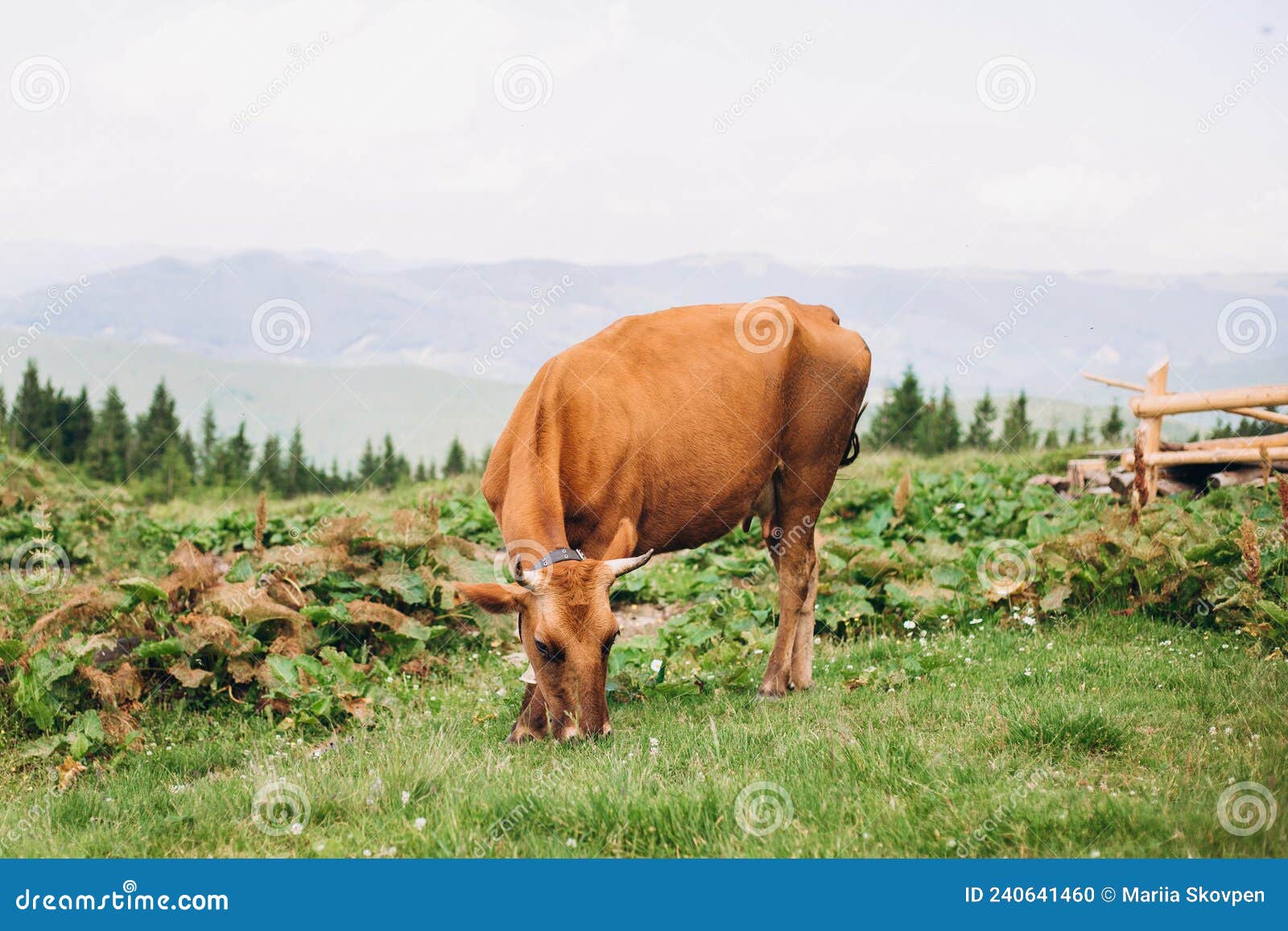 cow eating grass. cows grazing on pasture. beefmaster cattle standing in a green field, farming concept