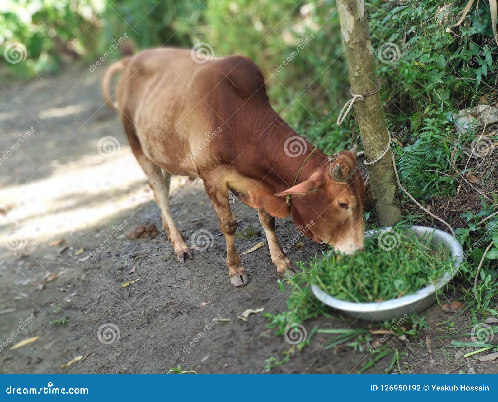 Cow Eating Grass stock photo. Image of grass, eating 126950192
