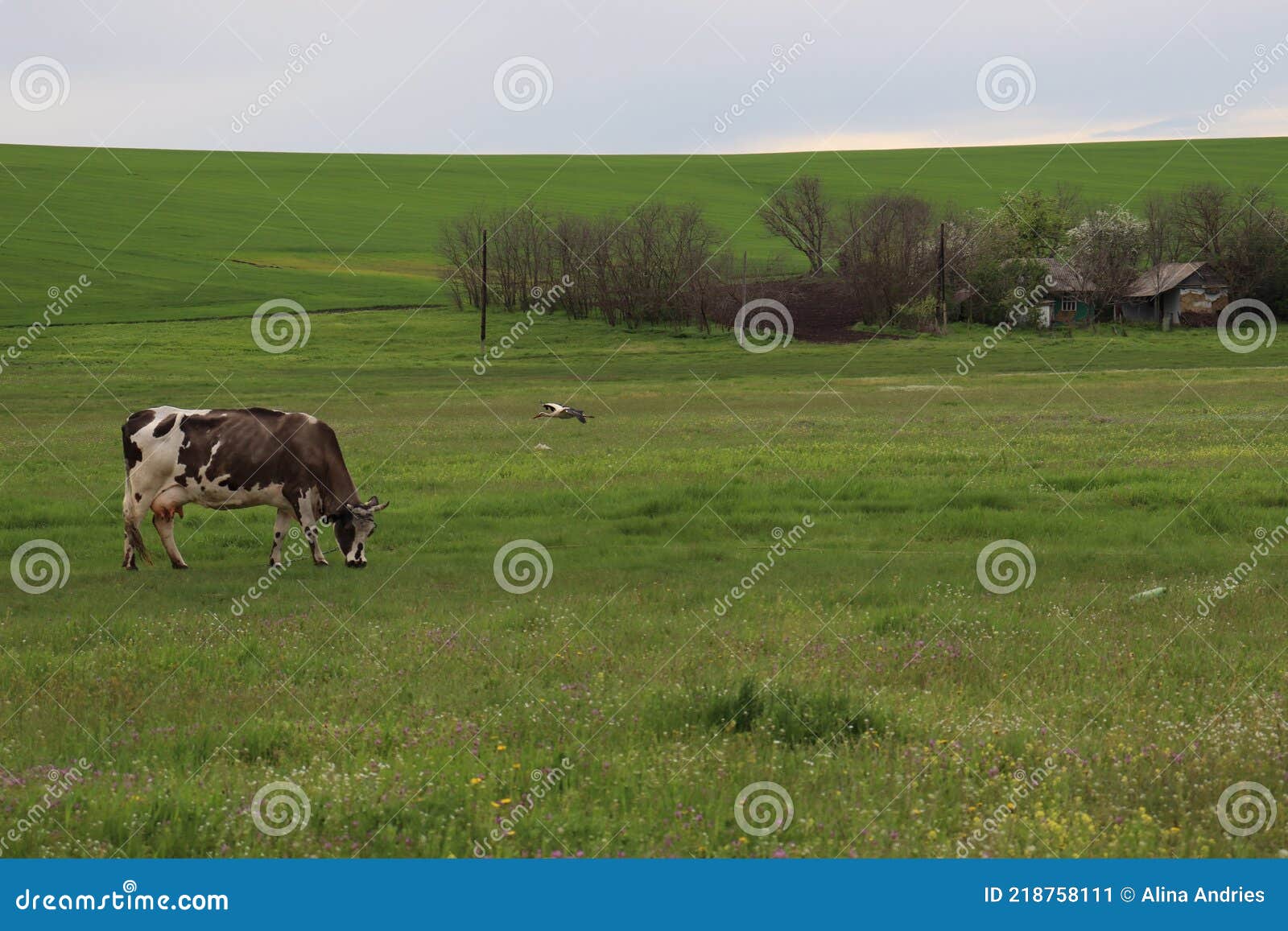 Cow Eats Green Grass and Stork Flies in Petrovca Village, Moldova Stock Image Image of house