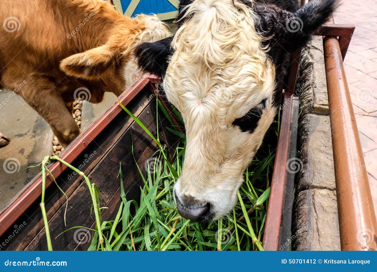 Cow Eats Green Grass in Farm Stock Photo Image of eats, cattle 50701412