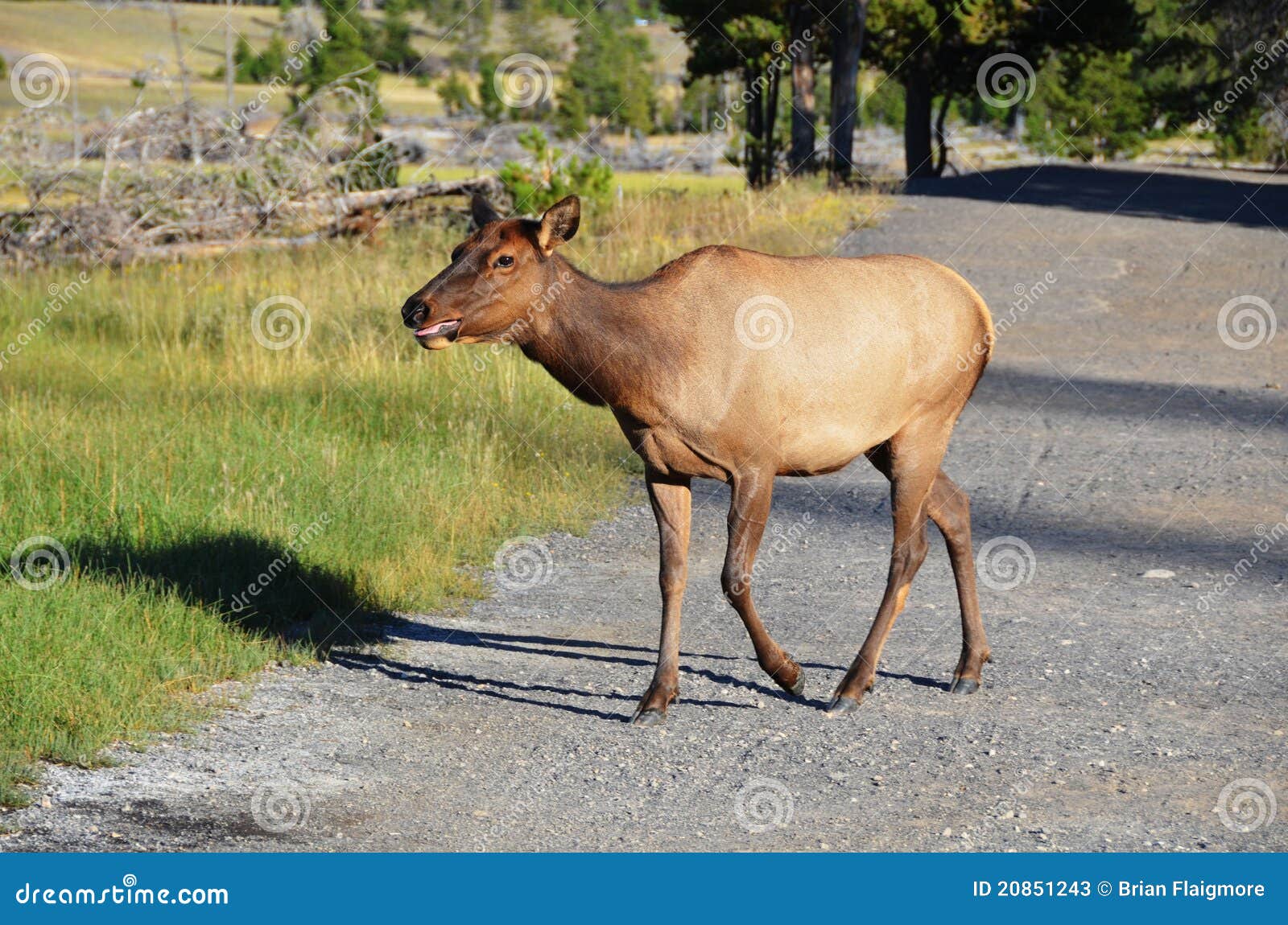 Cow Elk stock image. Image of order, canadensis, female 20851243