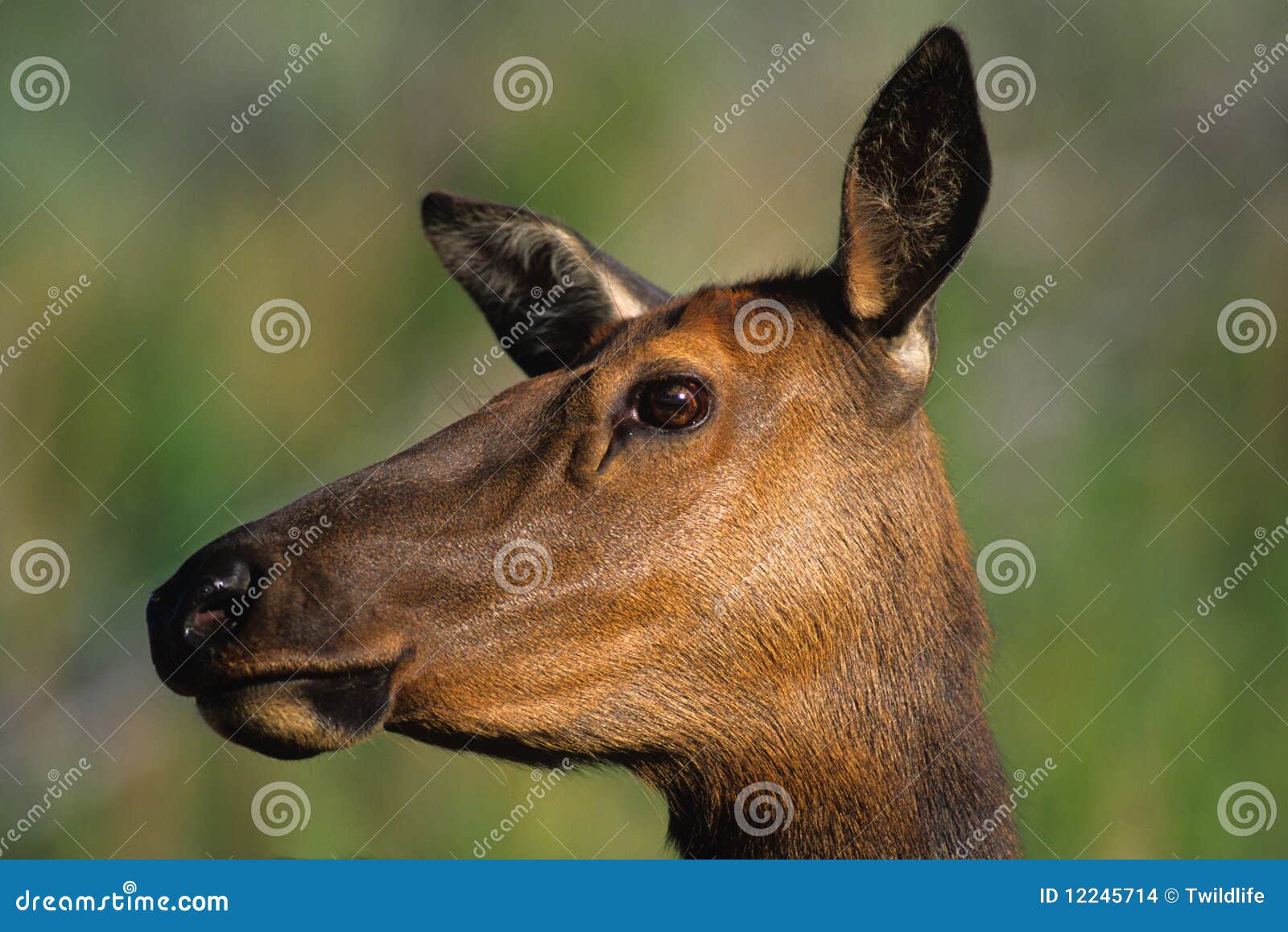 Cow Elk Portrait stock photo. Image of animals, game 12245714