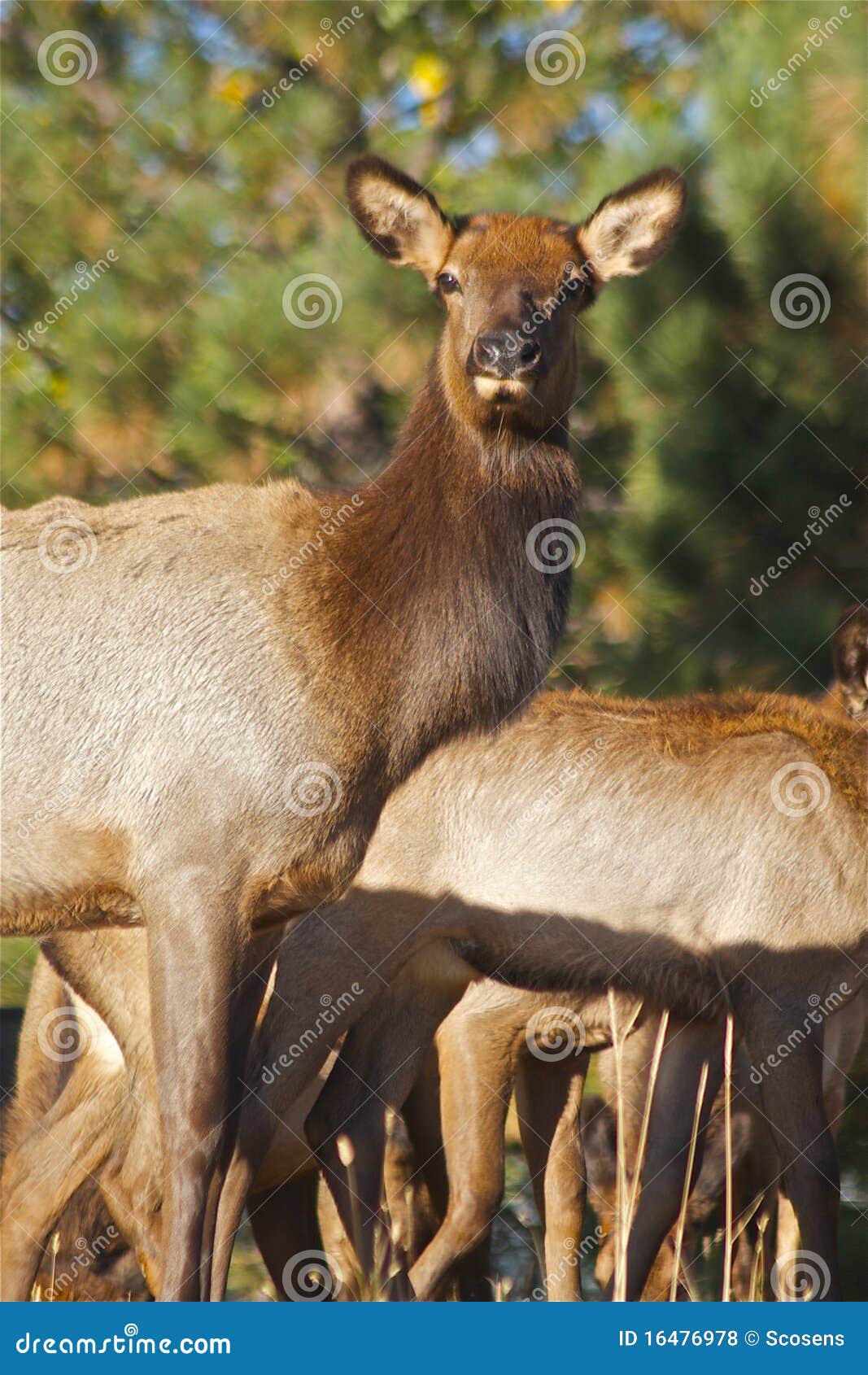 Cow Elk Portrait stock photo. Image of wild, mammal, portrait 16476978