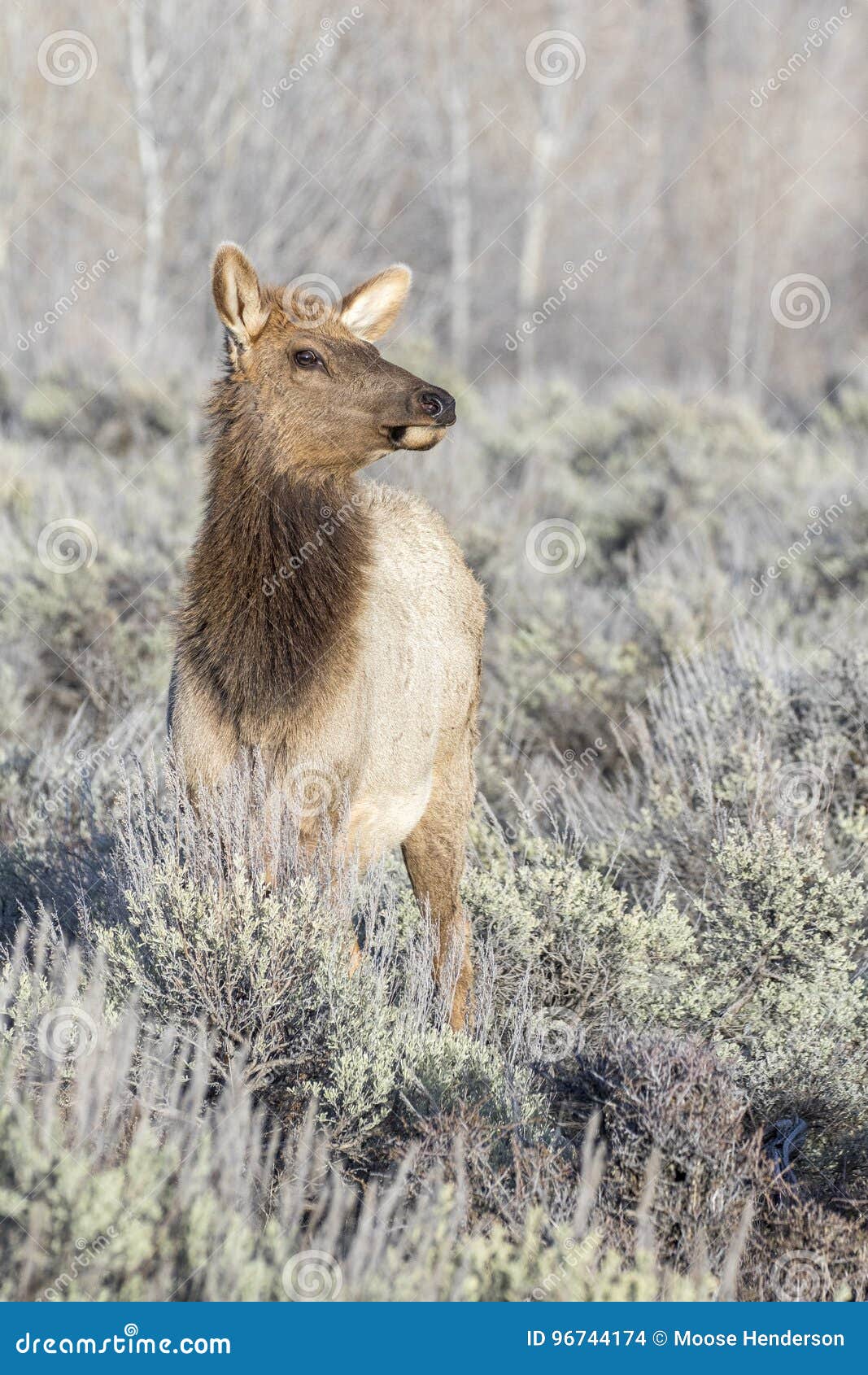 cow elk in sagebrush meadow with grass and trees