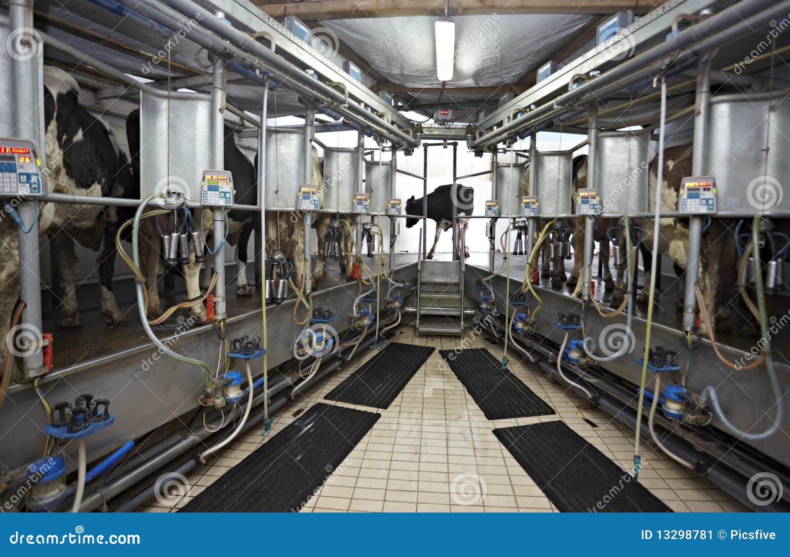 Cow Farm Agriculture Milk Automatic Milking System Stock Image Image