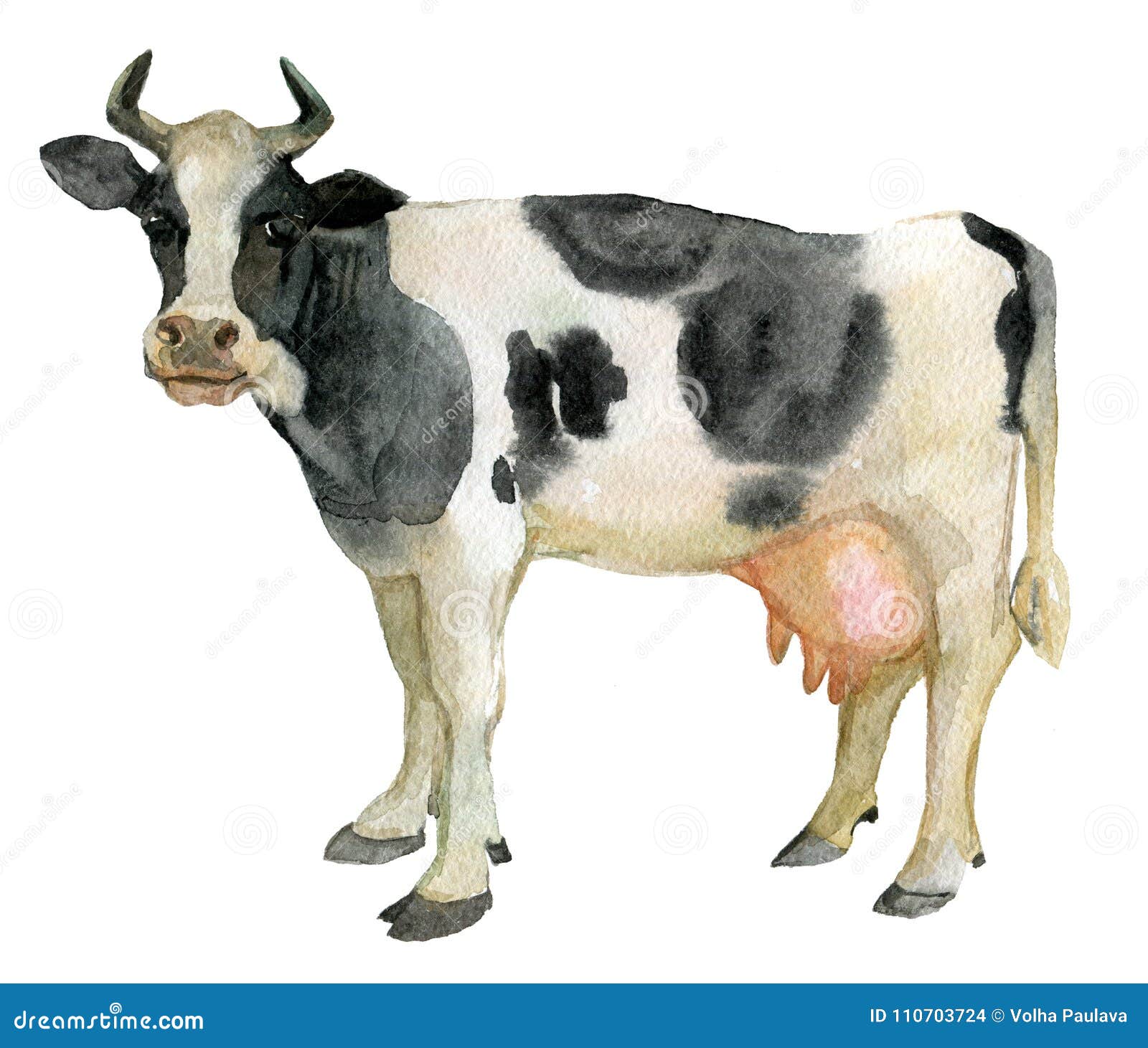 Cow, Farm Animals, Isolated on White, Watercolor Stock Illustration -  Illustration of domestic, illustrations: 110703724