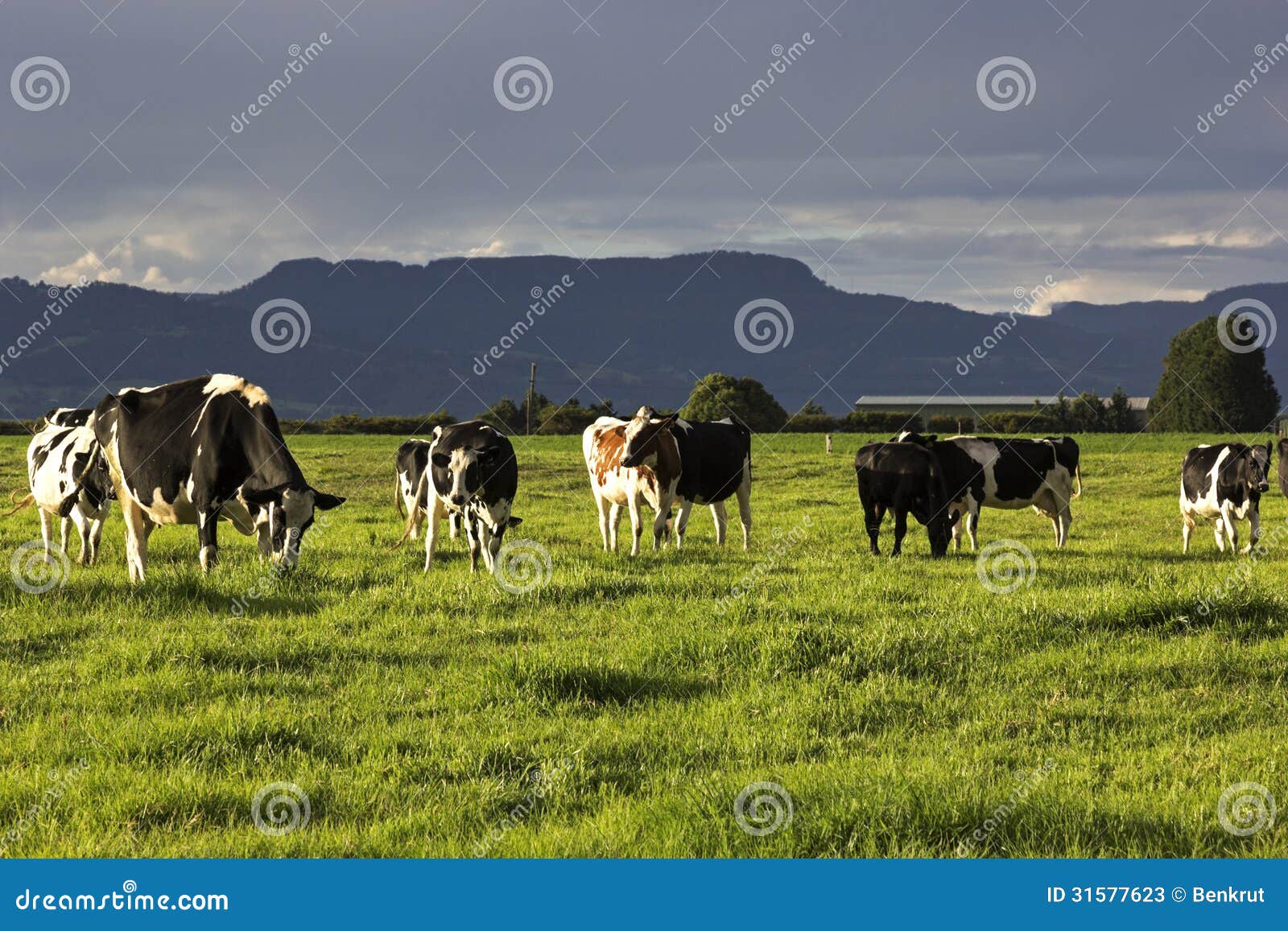 cow farm in australia
