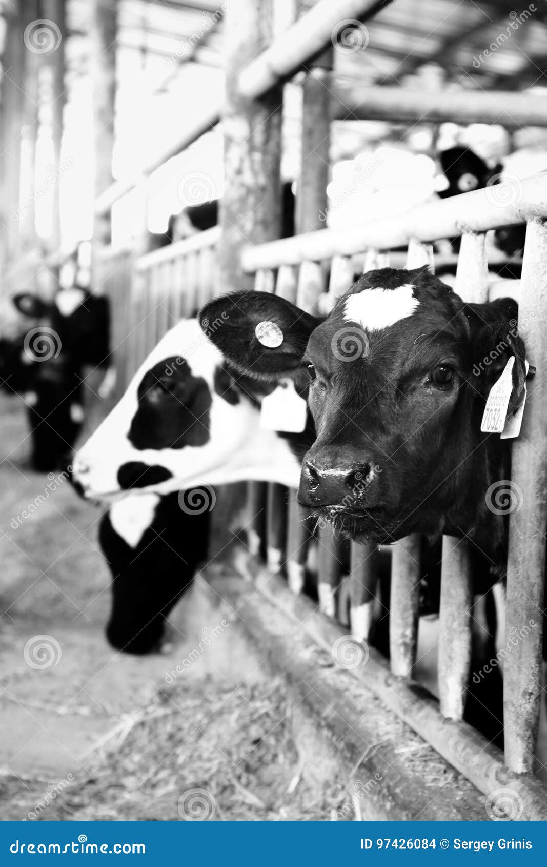 Cow Farm Blackandwhite Head Look Editorial Stock Image Image of head, blackandwhite 97426084